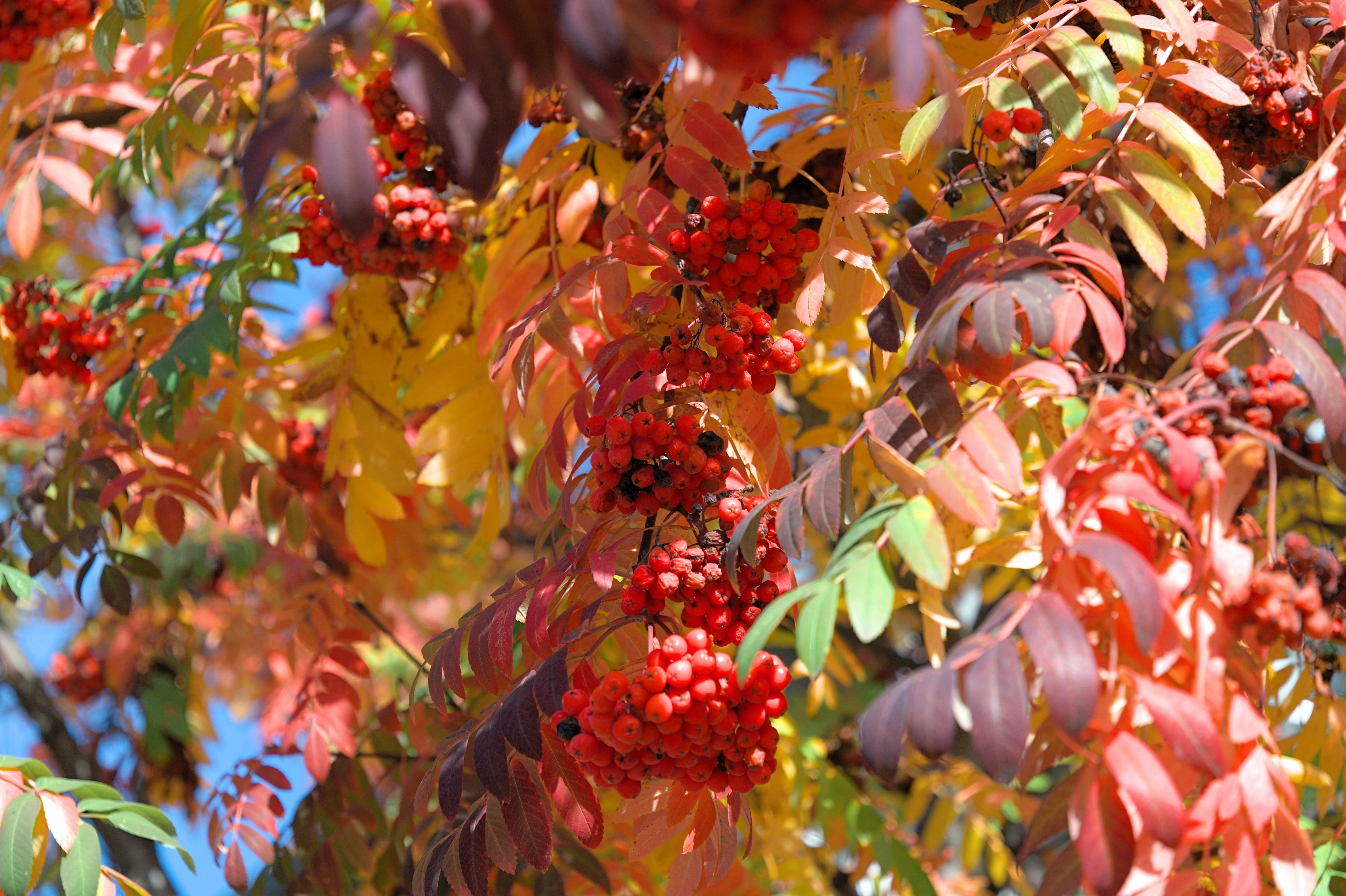 20 ASH TREE Mountain / Amur / Rowan - Sorbus Aucuparia Seeds - Image 9
