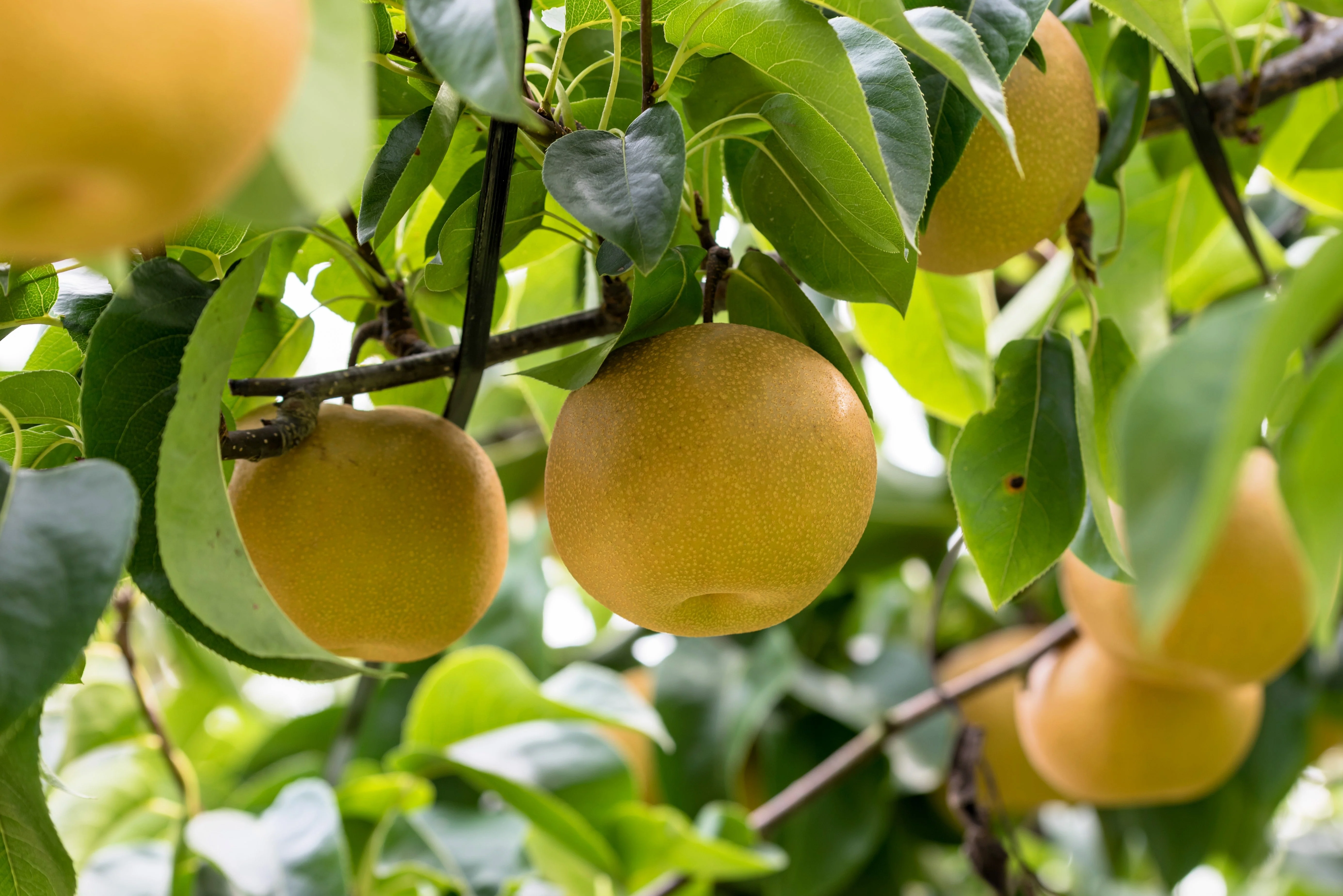 20 ASIAN PEAR TREE Pyrus Pyrifolia Oriental Japanese Fruit Seeds - Image 2