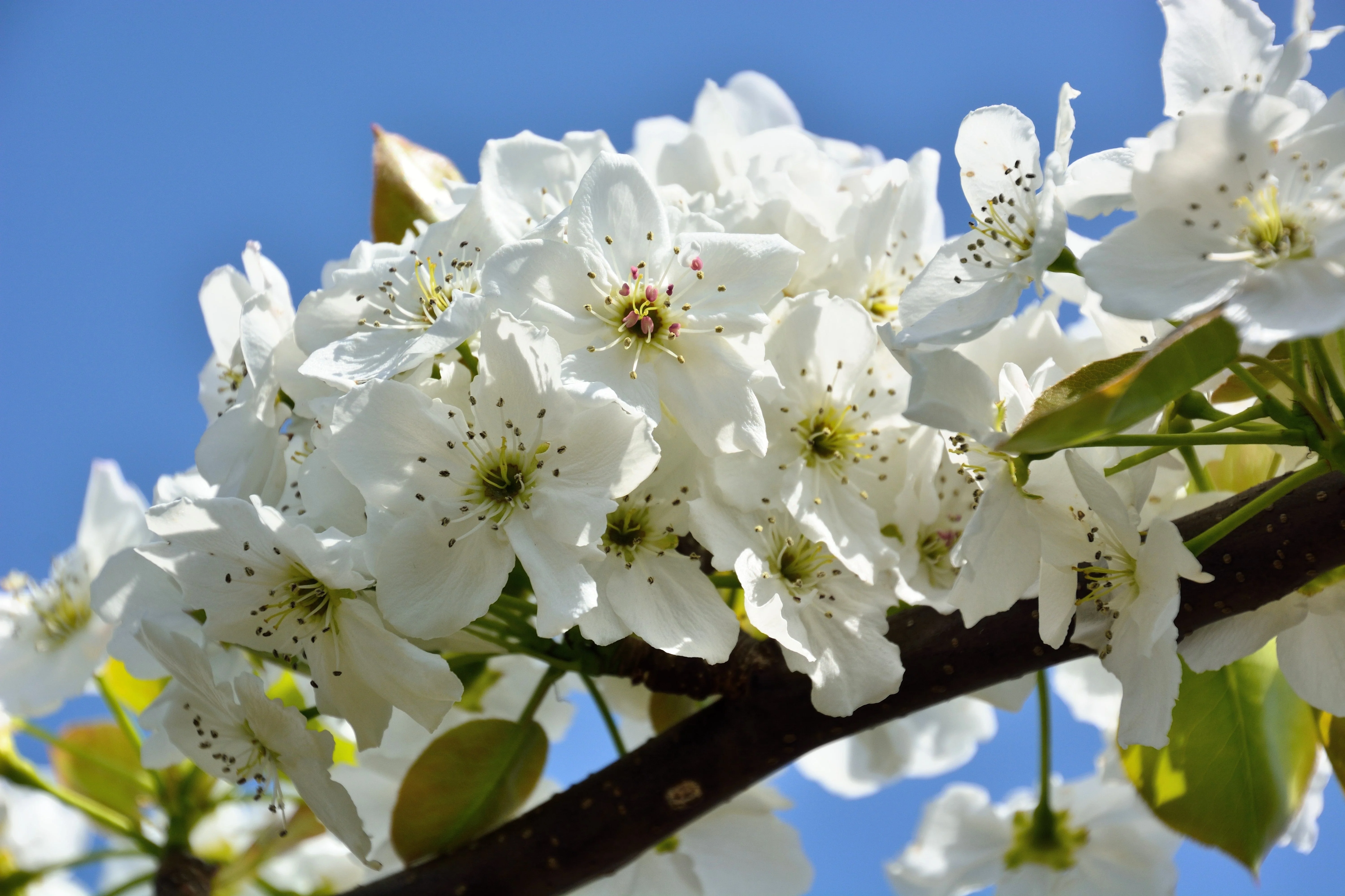 20 ASIAN PEAR TREE Pyrus Pyrifolia Oriental Japanese Fruit Seeds - Image 3