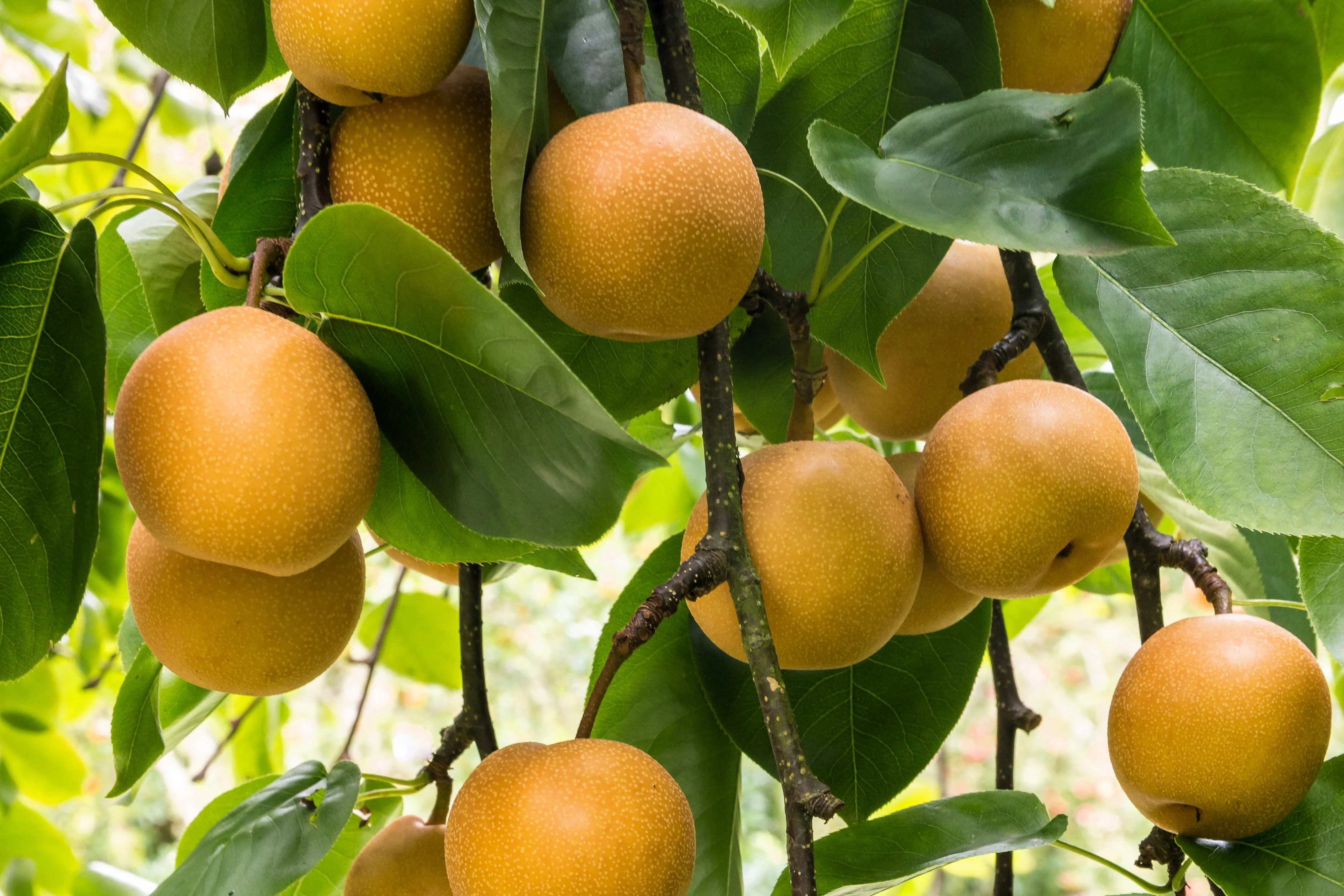 20 ASIAN PEAR TREE Pyrus Pyrifolia Oriental Japanese Fruit Seeds - Image 4