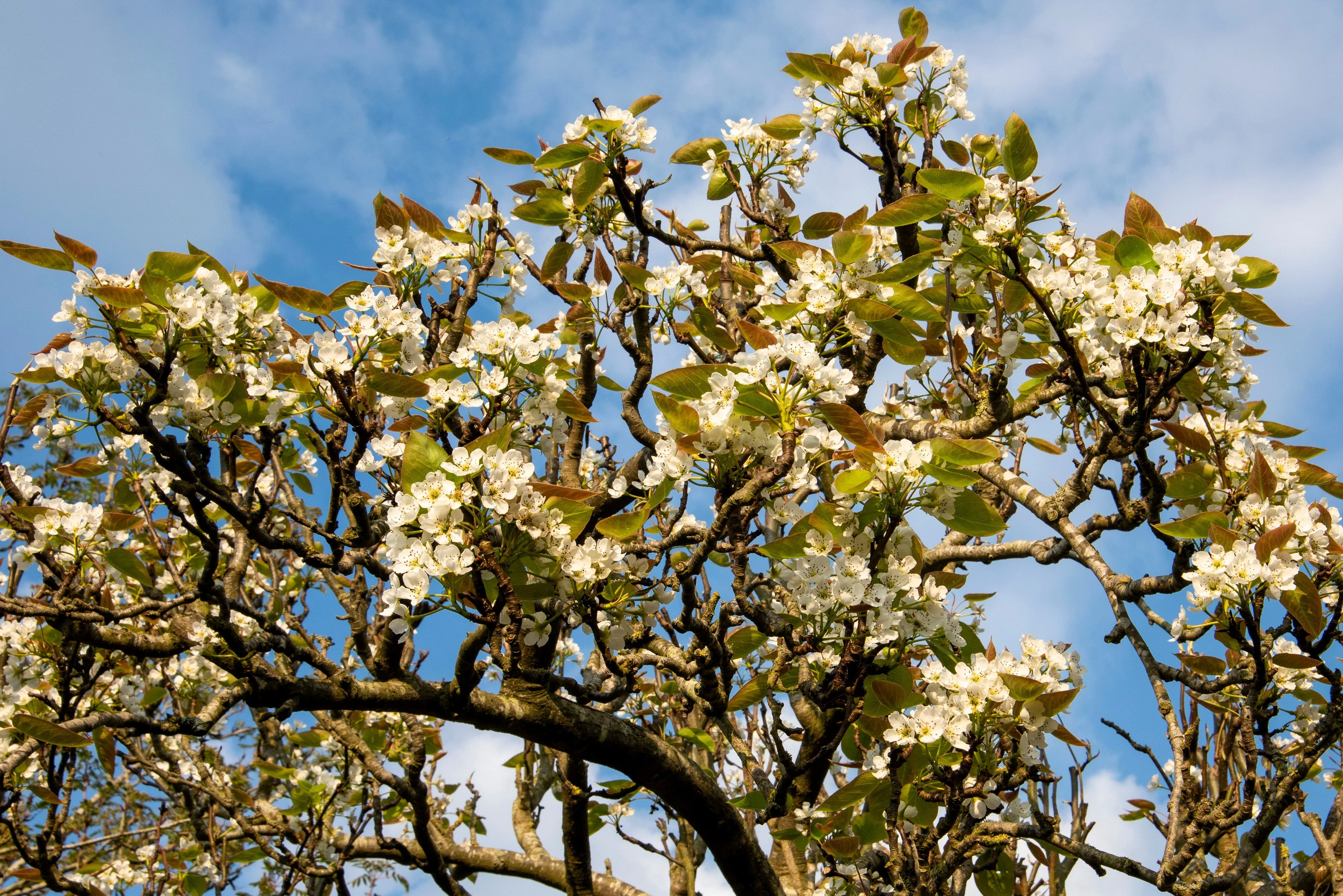 20 ASIAN PEAR TREE Pyrus Pyrifolia Oriental Japanese Fruit Seeds - Image 5
