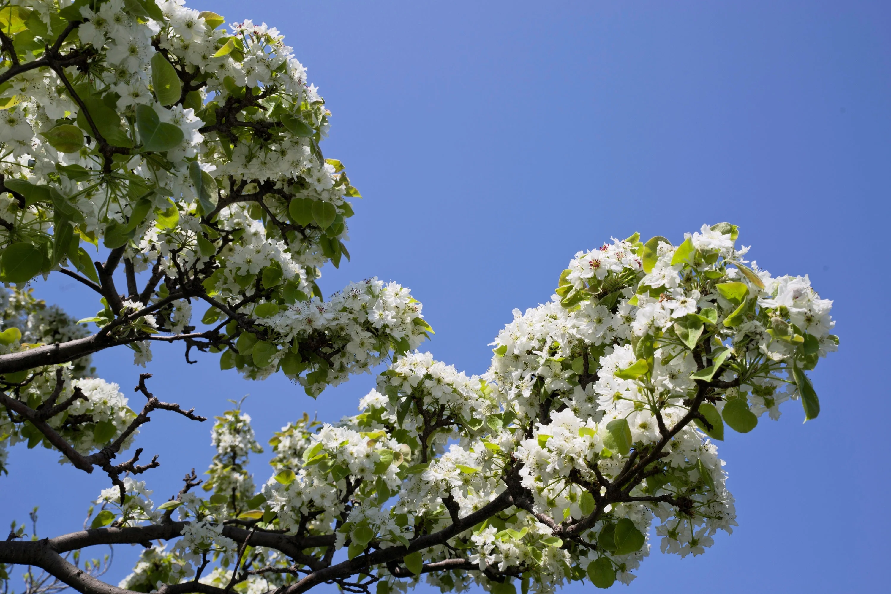 20 ASIAN PEAR TREE Pyrus Pyrifolia Oriental Japanese Fruit Seeds - Image 6