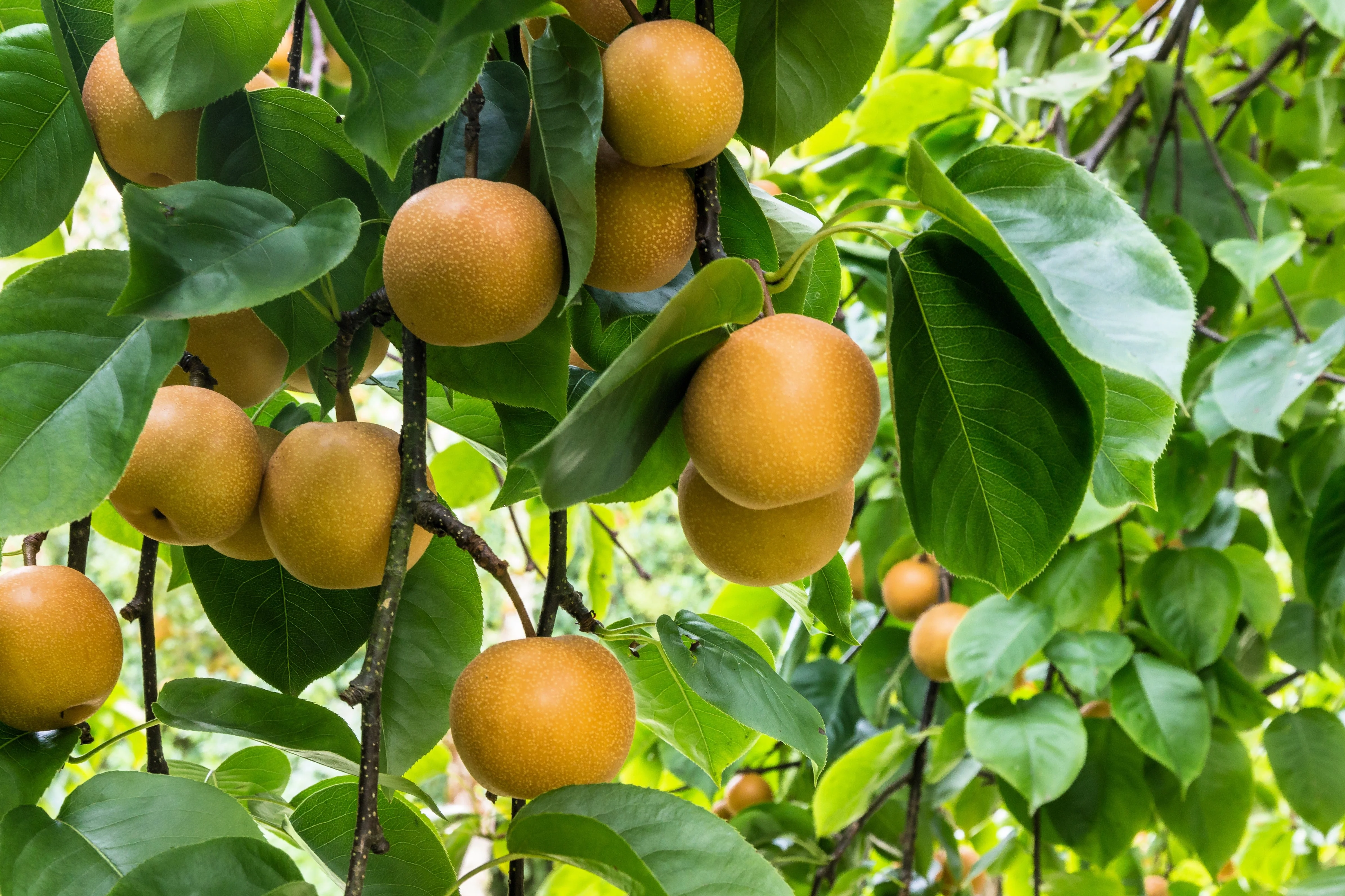 20 ASIAN PEAR TREE Pyrus Pyrifolia Oriental Japanese Fruit Seeds - Image 7