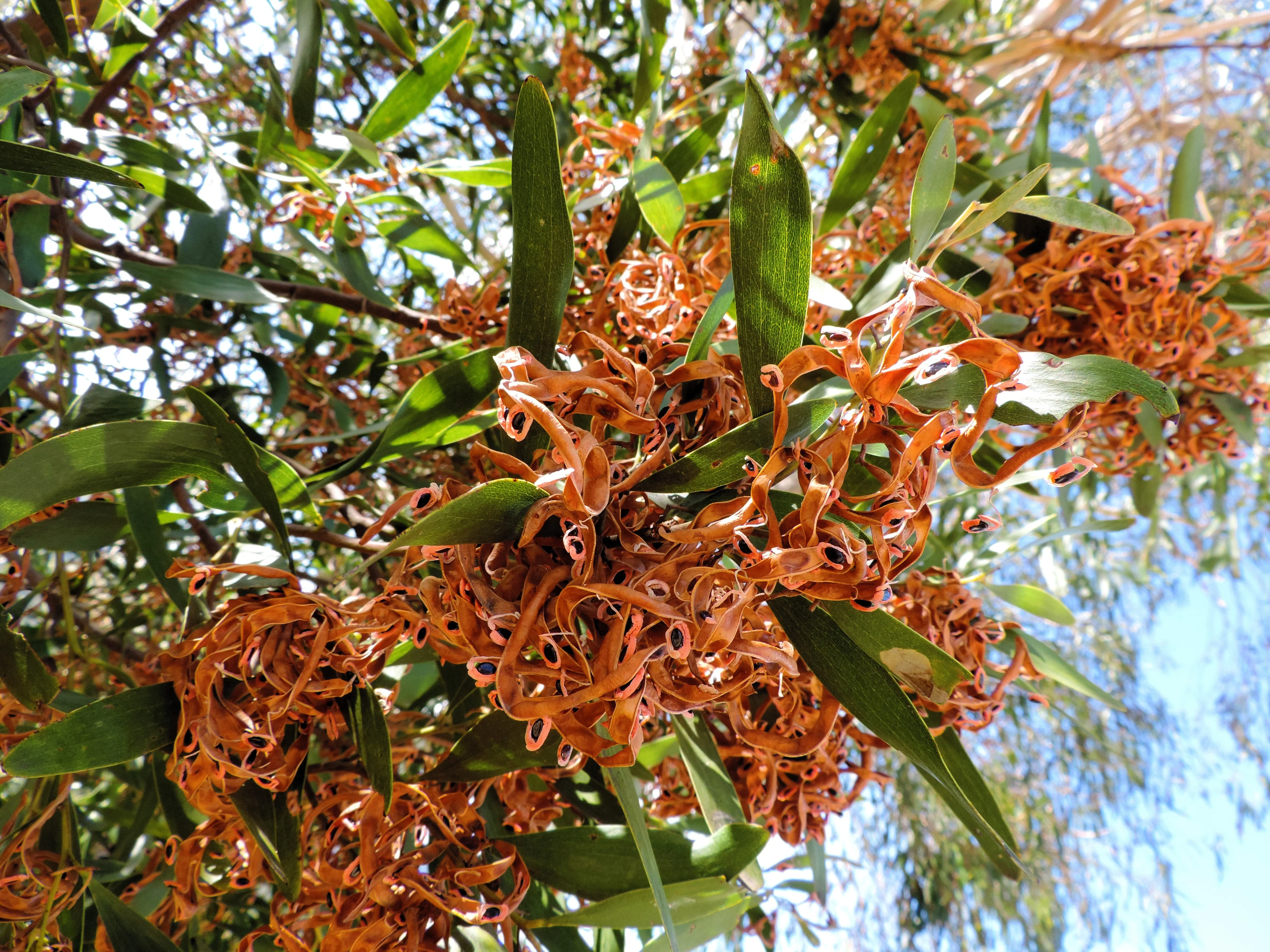 20 AUSTRALIAN BLACKWOOD TREE Black Acacia Melanoxylon Wattle Yellow Flower Seeds - Image 2