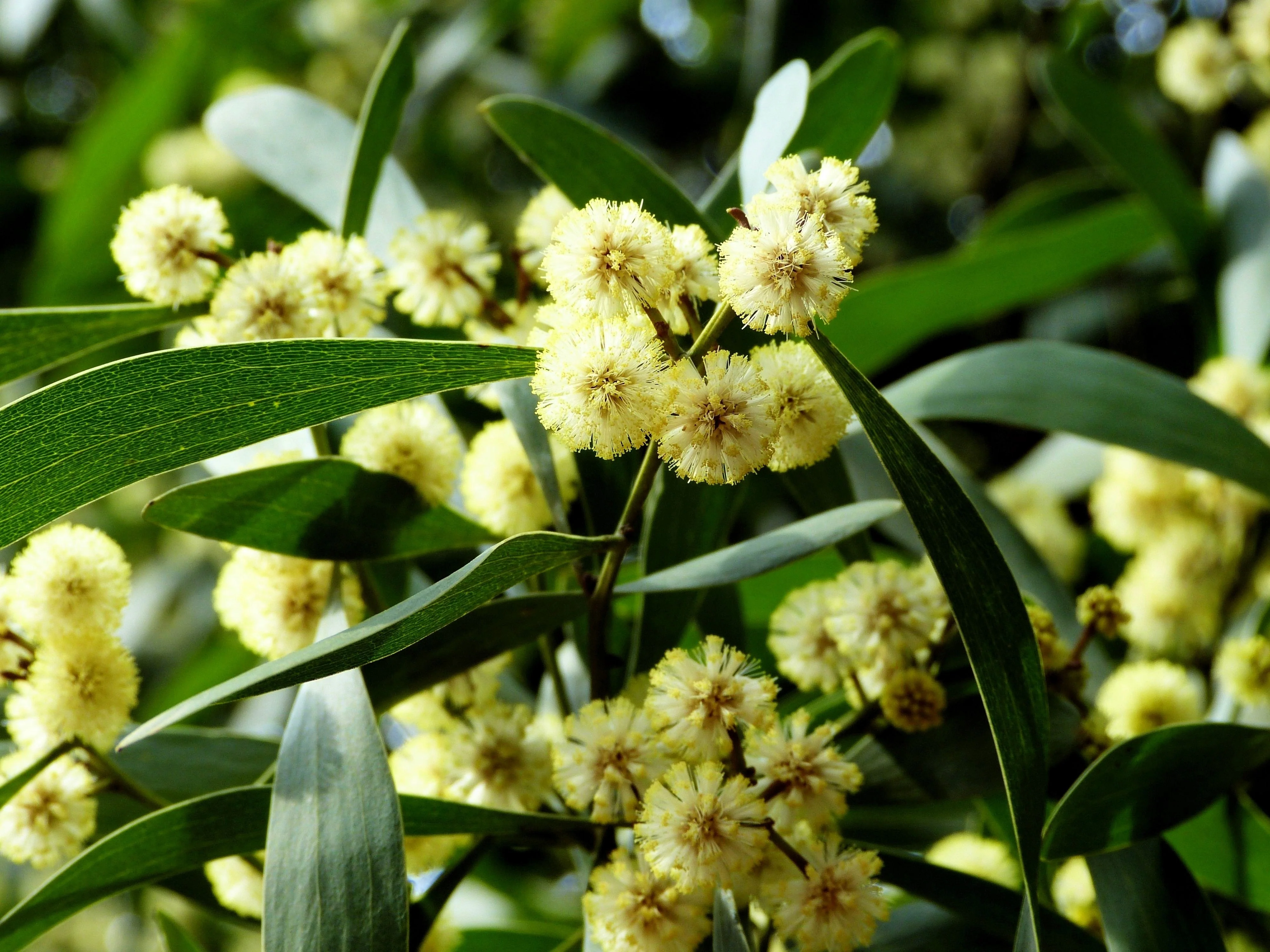 20 AUSTRALIAN BLACKWOOD TREE Black Acacia Melanoxylon Wattle Yellow Flower Seeds - Image 3