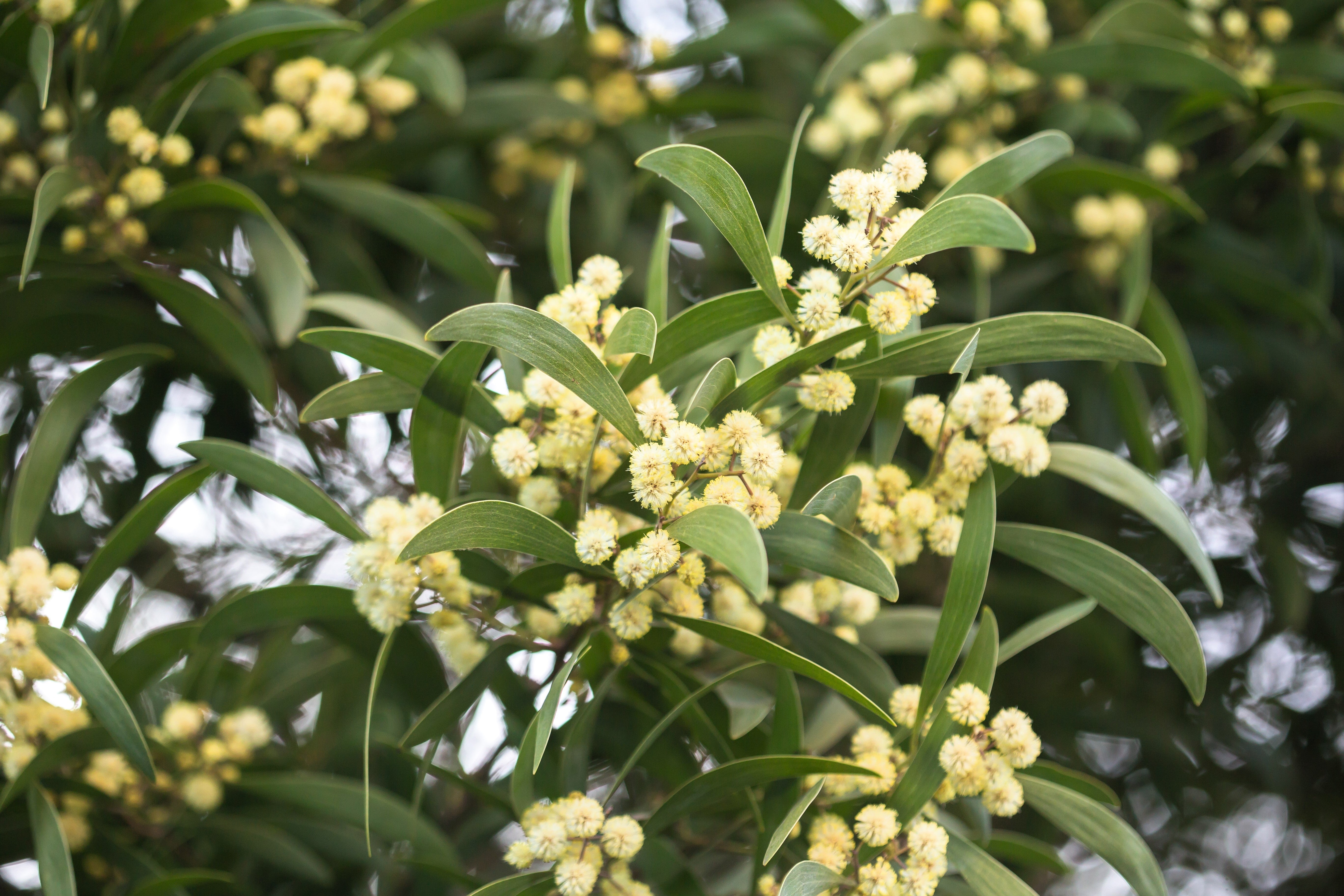 20 AUSTRALIAN BLACKWOOD TREE Black Acacia Melanoxylon Wattle Yellow Flower Seeds - Image 6