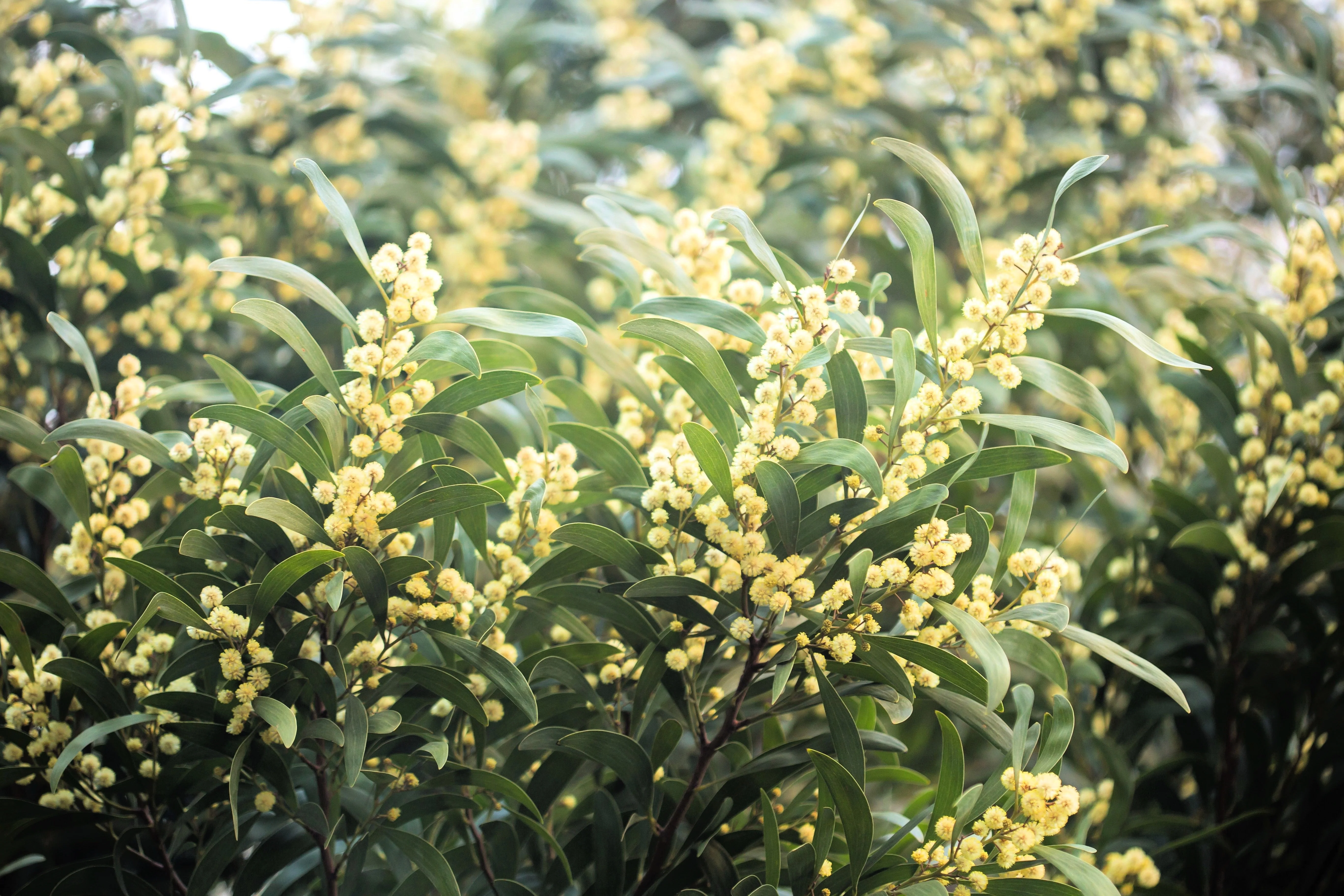 20 AUSTRALIAN BLACKWOOD TREE Black Acacia Melanoxylon Wattle Yellow Flower Seeds - Image 7