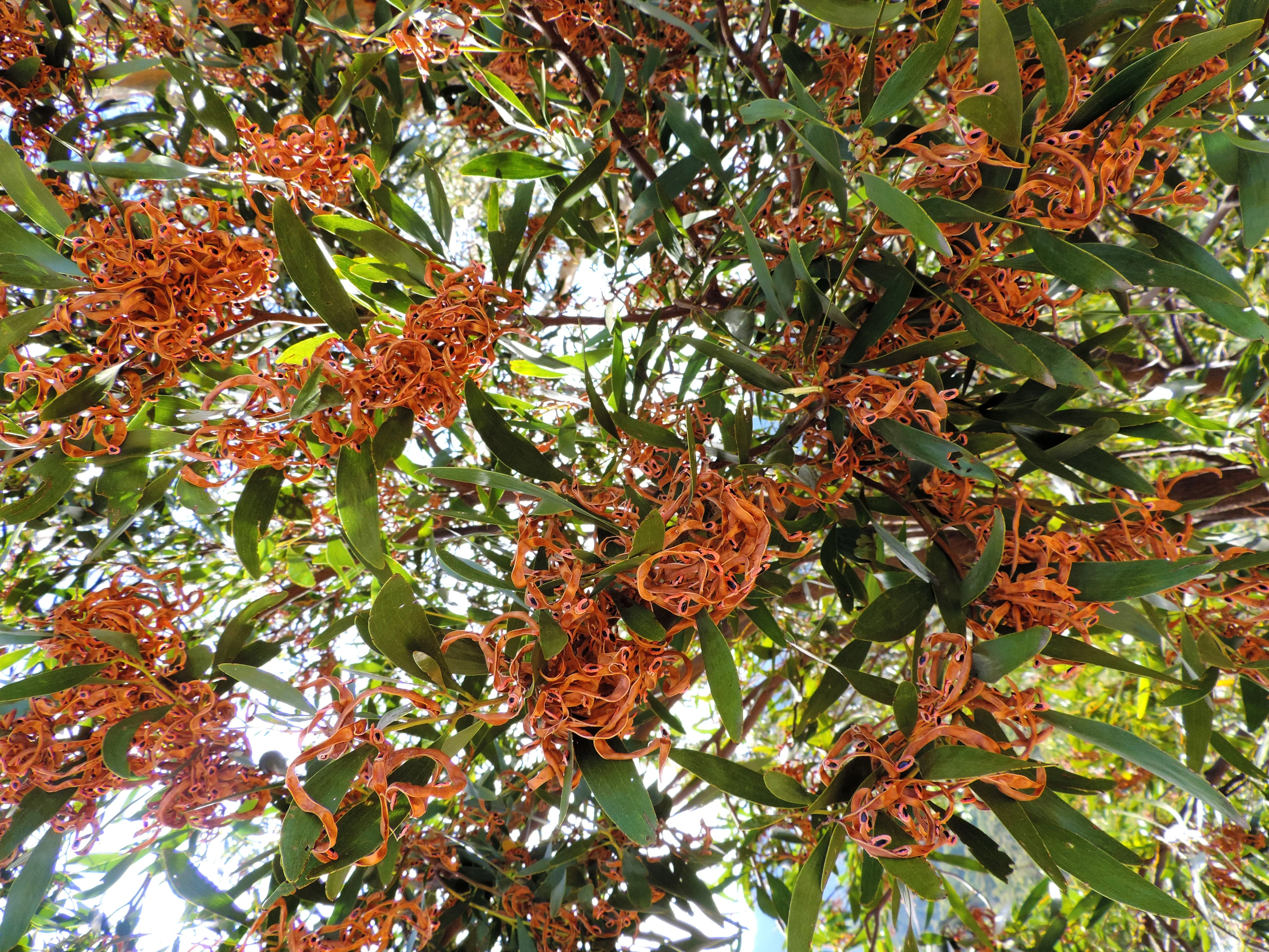 20 AUSTRALIAN BLACKWOOD TREE Black Acacia Melanoxylon Wattle Yellow Flower Seeds - Image 8