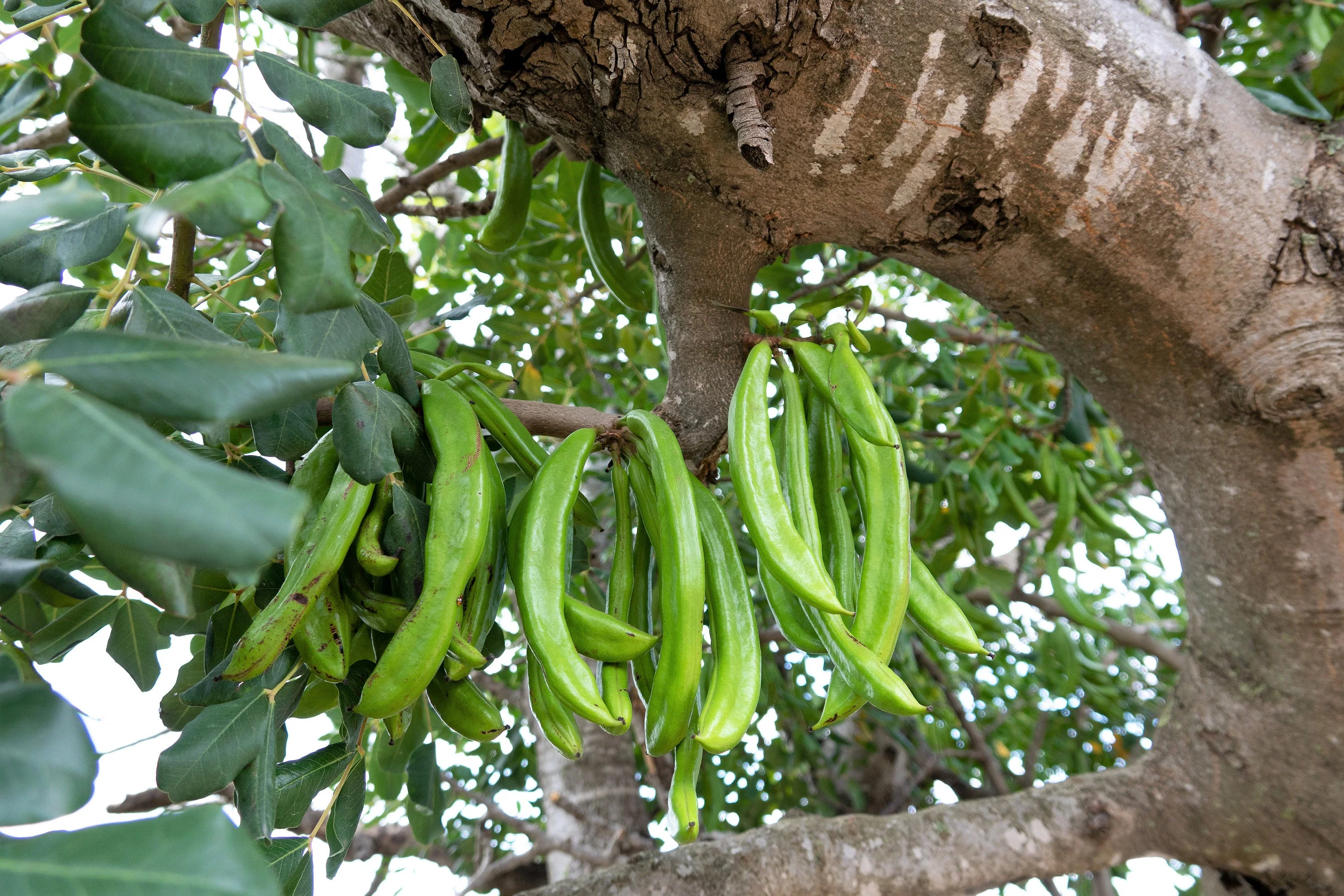 20 CAROB TREE Saint John's Bread Ceratonia Siliqua Evergreen Edible Fruit Pods Legume Flowering Ornamental Tree Seeds - Image 2