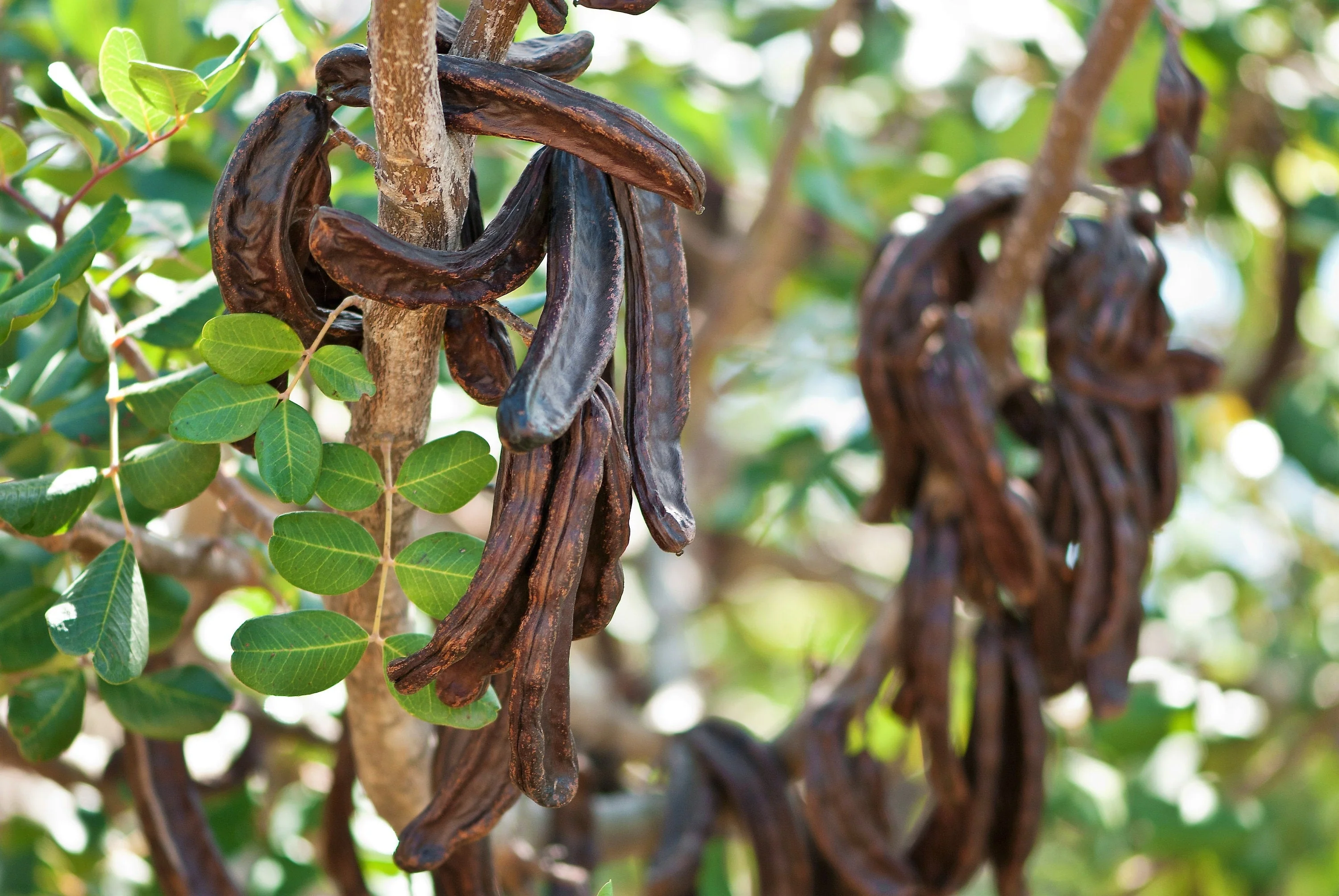 20 CAROB TREE Saint John's Bread Ceratonia Siliqua Evergreen Edible Fruit Pods Legume Flowering Ornamental Tree Seeds - Image 3