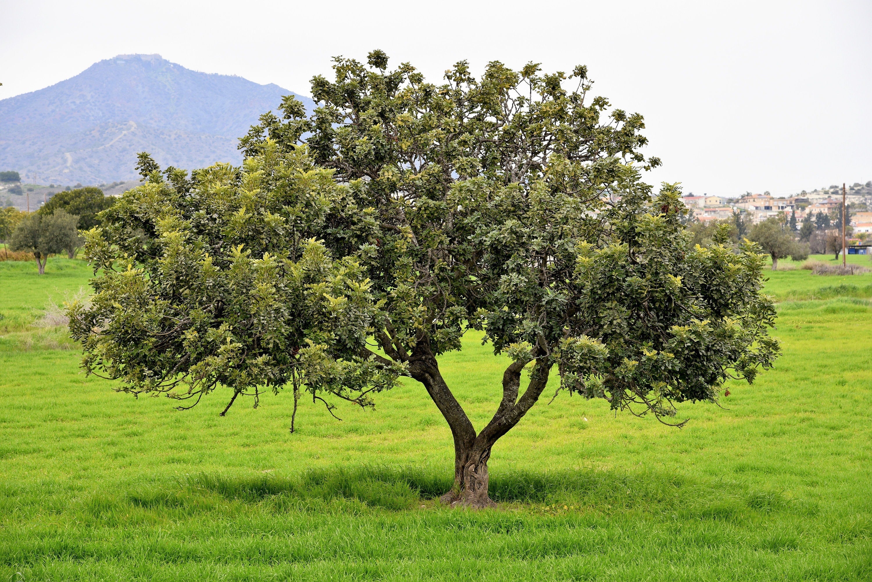 20 CAROB TREE Saint John's Bread Ceratonia Siliqua Evergreen Edible Fruit Pods Legume Flowering Ornamental Tree Seeds - Image 4