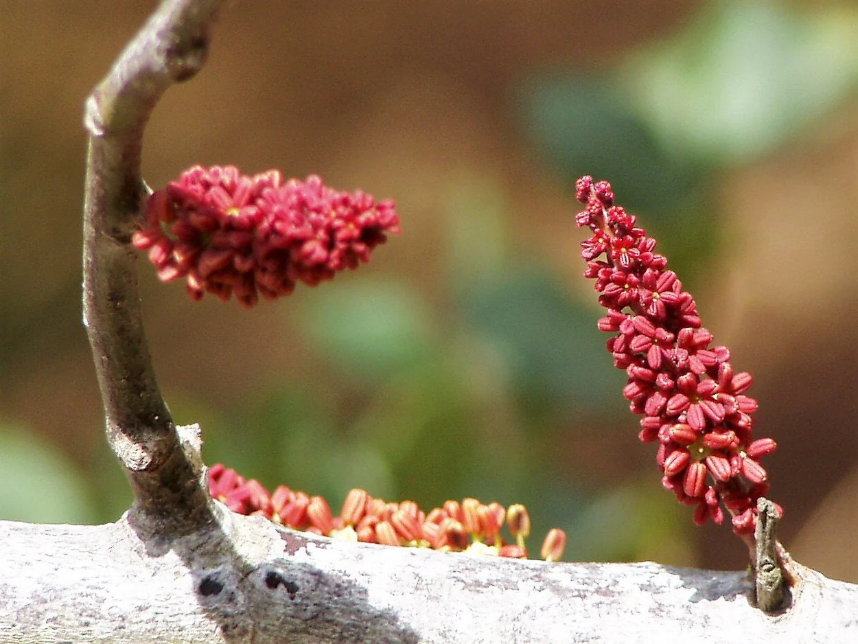 20 CAROB TREE Saint John's Bread Ceratonia Siliqua Evergreen Edible Fruit Pods Legume Flowering Ornamental Tree Seeds - Image 6