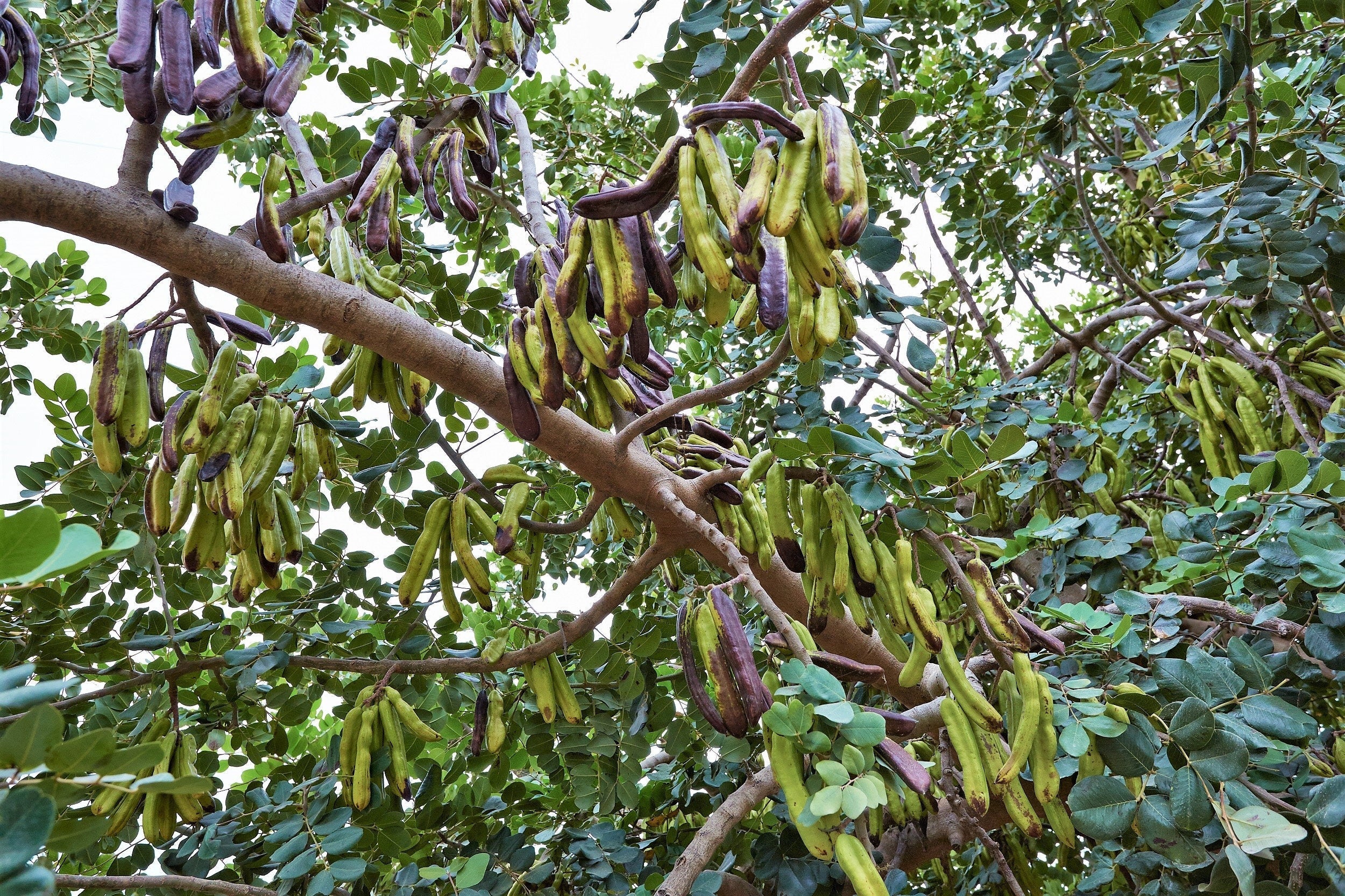 20 CAROB TREE Saint John's Bread Ceratonia Siliqua Evergreen Edible Fruit Pods Legume Flowering Ornamental Tree Seeds - Image 7