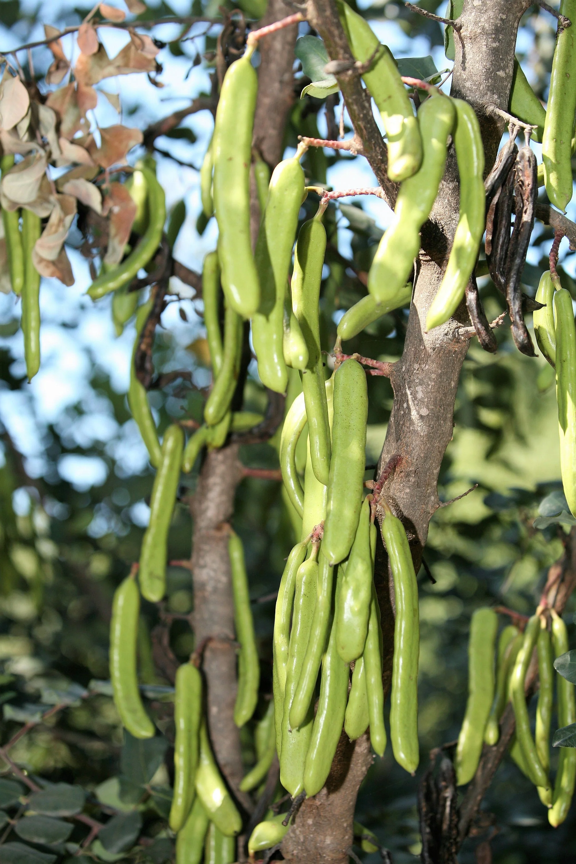 20 CAROB TREE Saint John's Bread Ceratonia Siliqua Evergreen Edible Fruit Pods Legume Flowering Ornamental Tree Seeds - Image 8