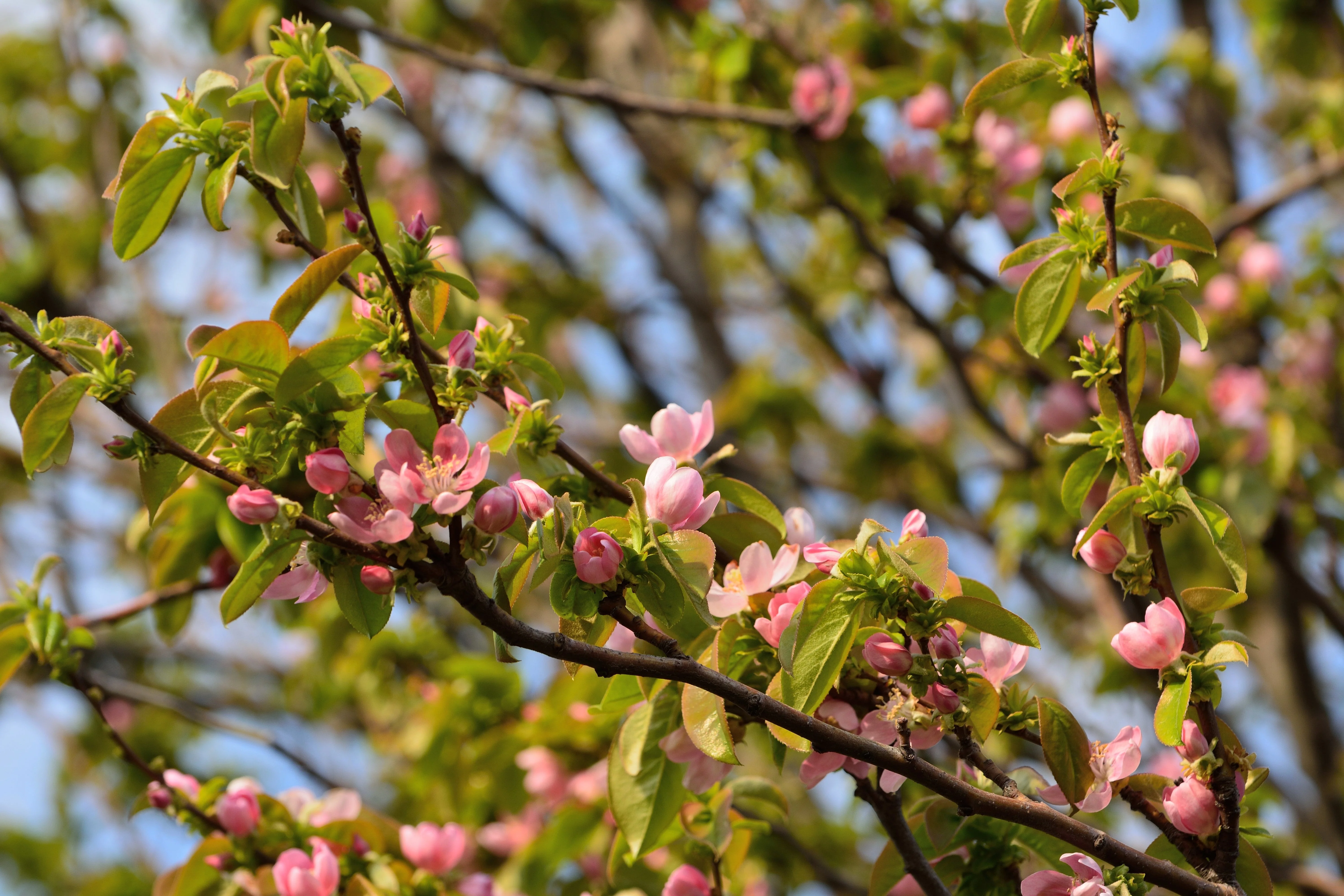 20 Chinese QUINCE FRUIT TREE Chaenomeles Sinensis Pseudocydonia Fruit Flower Seeds Thornless - Image 10