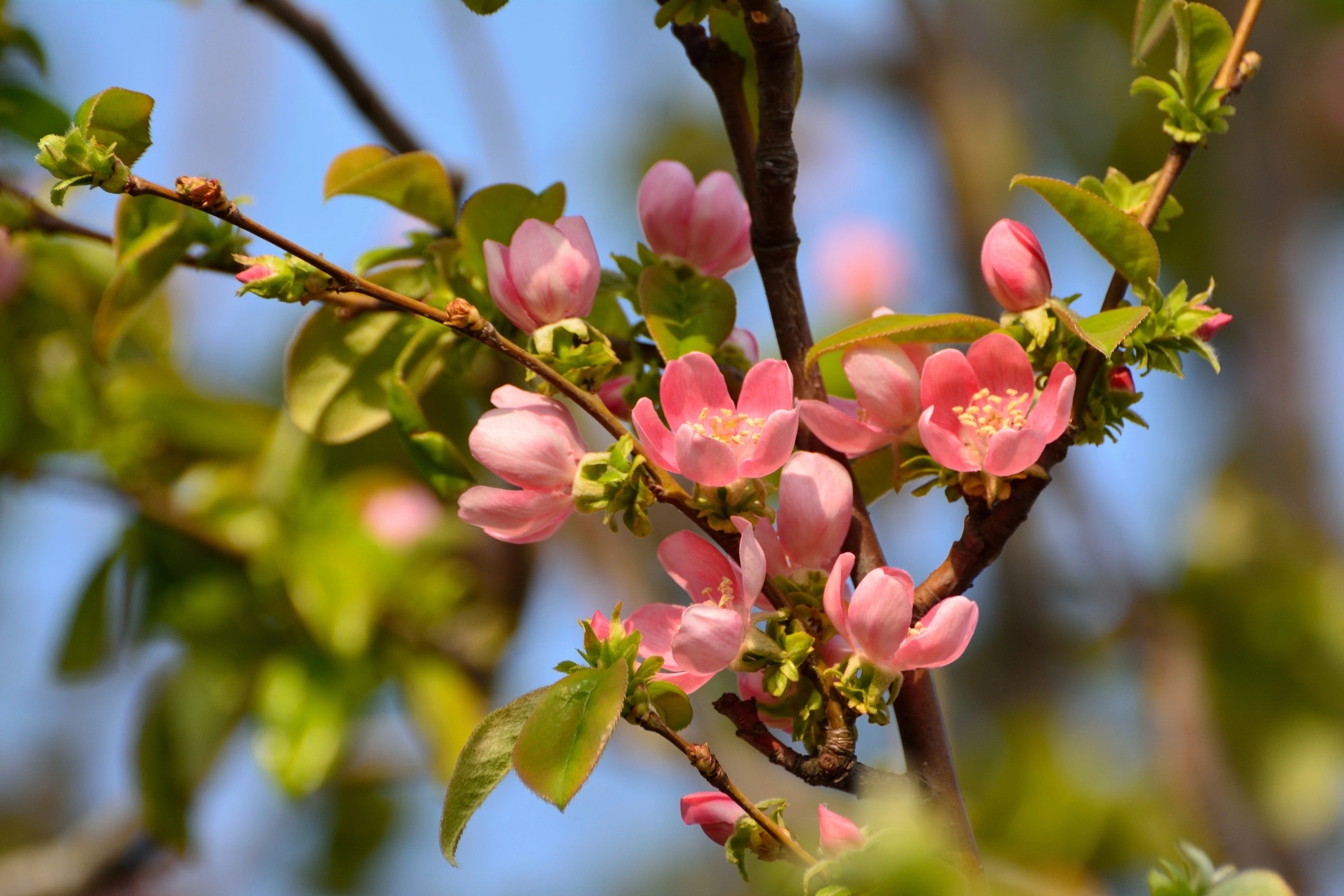 20 Chinese QUINCE FRUIT TREE Chaenomeles Sinensis Pseudocydonia Fruit Flower Seeds Thornless - Image 11