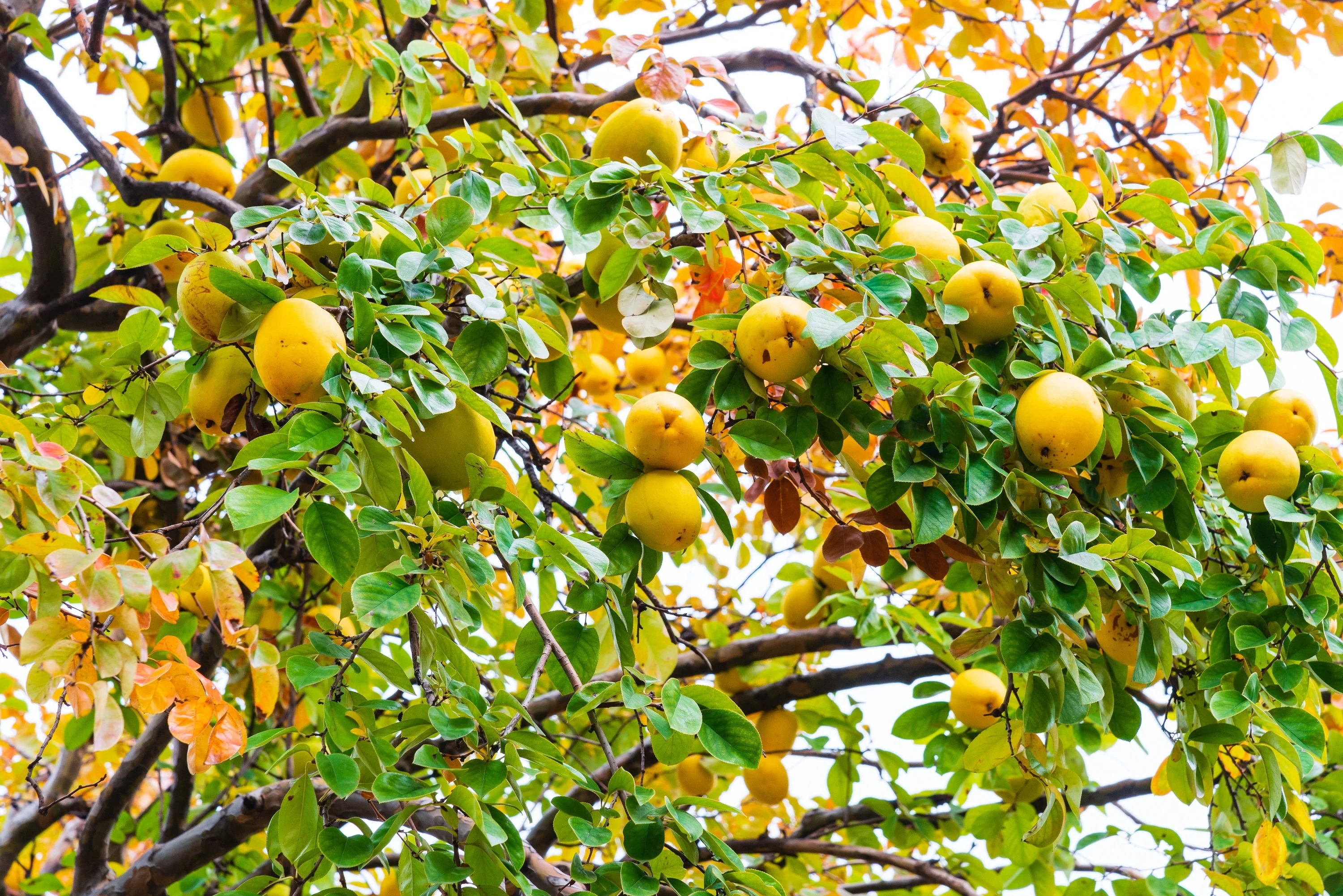20 Chinese QUINCE FRUIT TREE Chaenomeles Sinensis Pseudocydonia Fruit Flower Seeds Thornless - Image 2