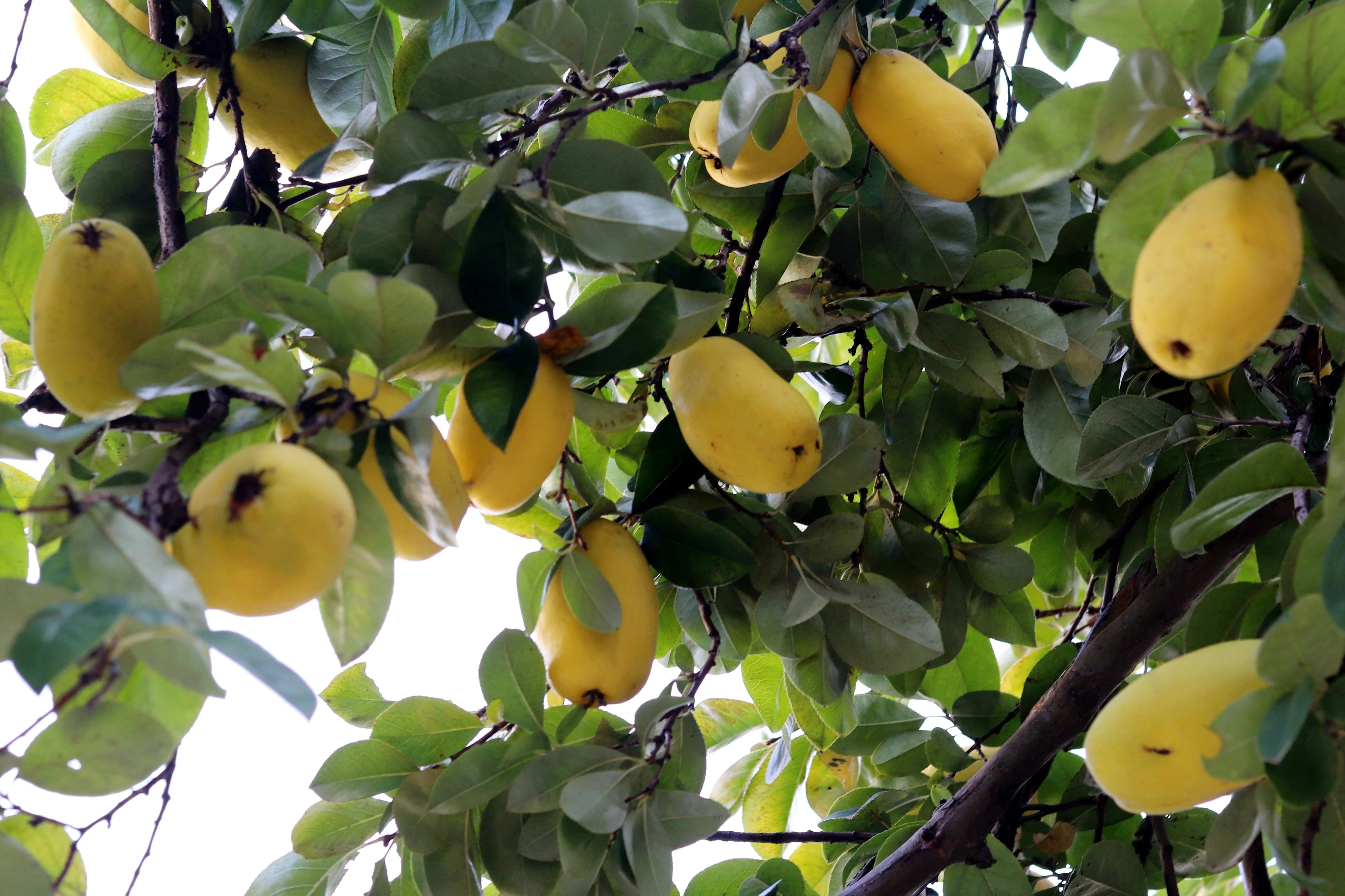 20 Chinese QUINCE FRUIT TREE Chaenomeles Sinensis Pseudocydonia Fruit Flower Seeds Thornless - Image 3