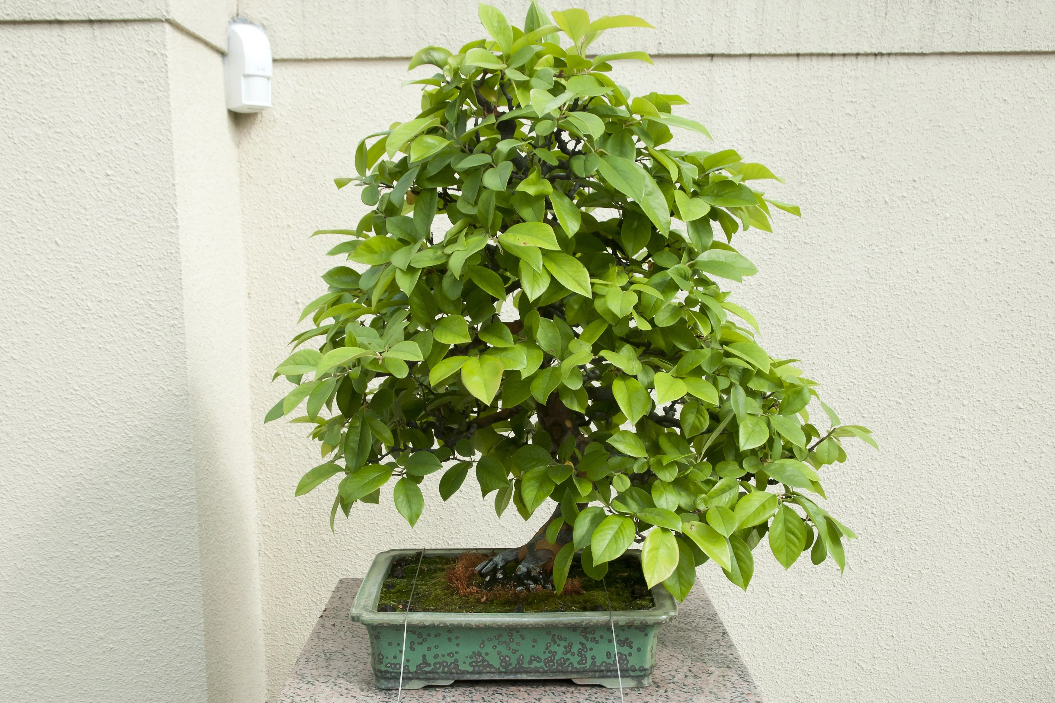 20 Chinese QUINCE FRUIT TREE Chaenomeles Sinensis Pseudocydonia Fruit Flower Seeds Thornless - Image 6