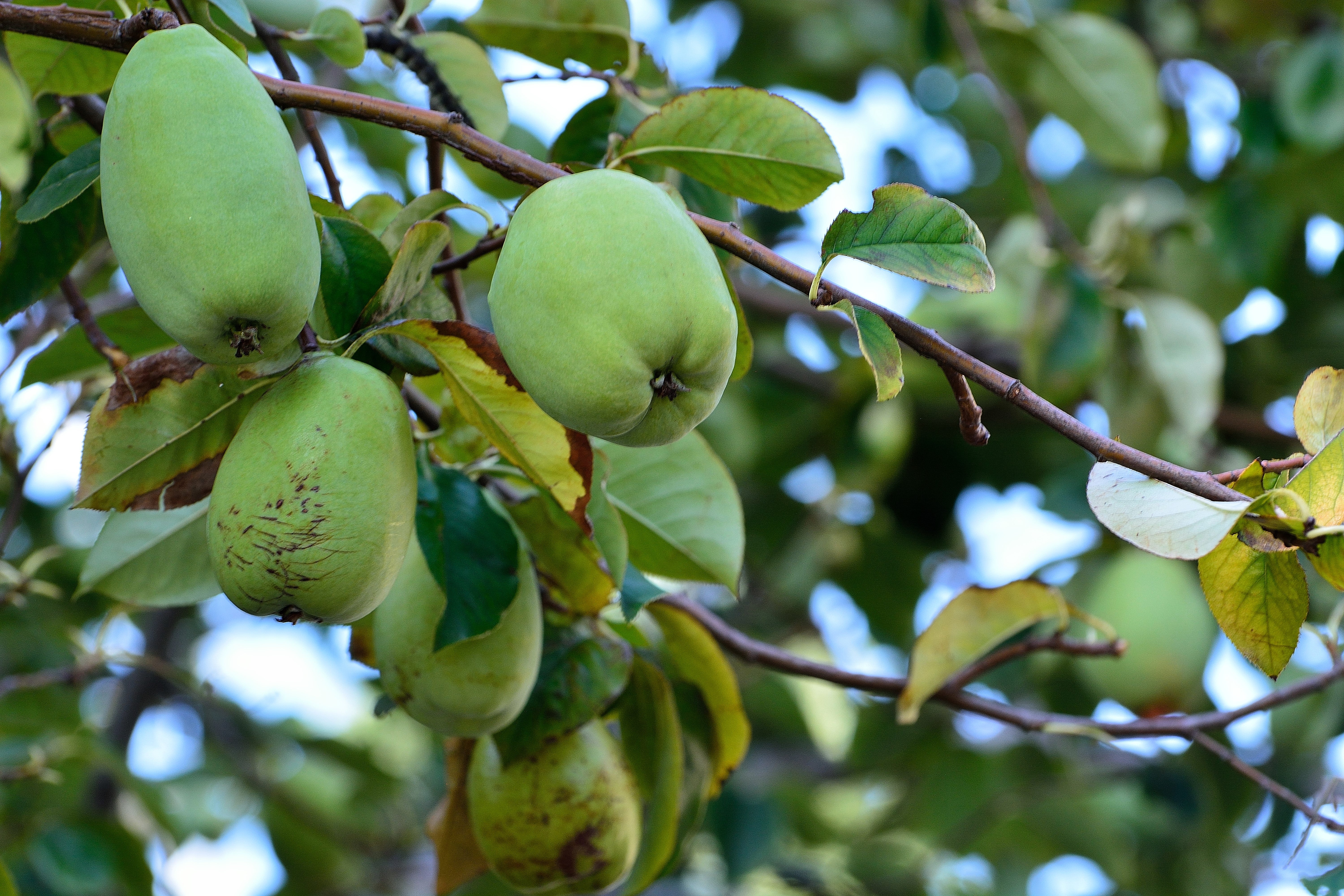 20 Chinese QUINCE FRUIT TREE Chaenomeles Sinensis Pseudocydonia Fruit Flower Seeds Thornless - Image 8