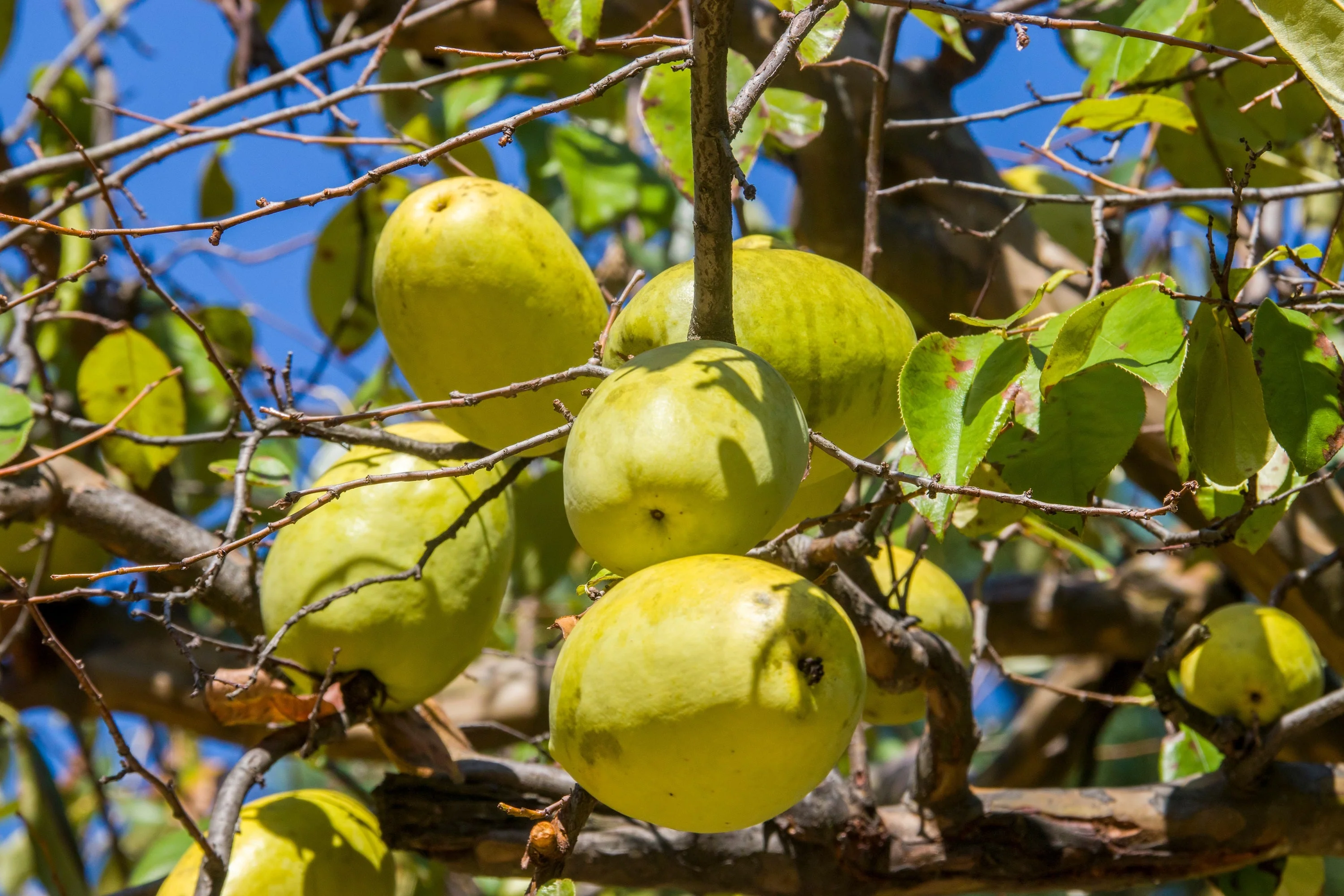 20 Chinese QUINCE FRUIT TREE Chaenomeles Sinensis Pseudocydonia Fruit Flower Seeds Thornless - Image 9