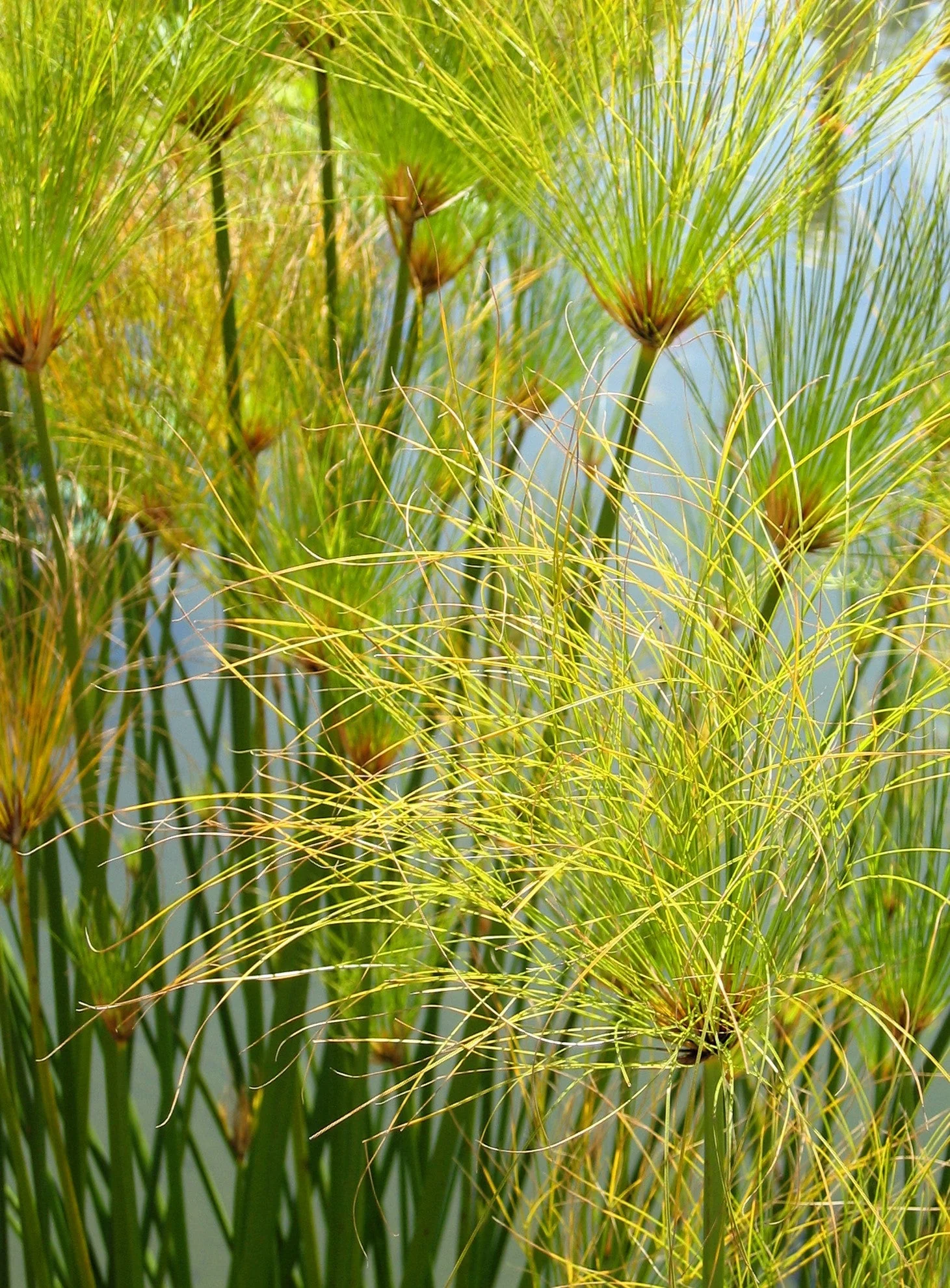 20 Cyperus PAPYRUS Paper Reed Water Plant Egyptian Nile Grass Yellow Flower Seeds - Image 10