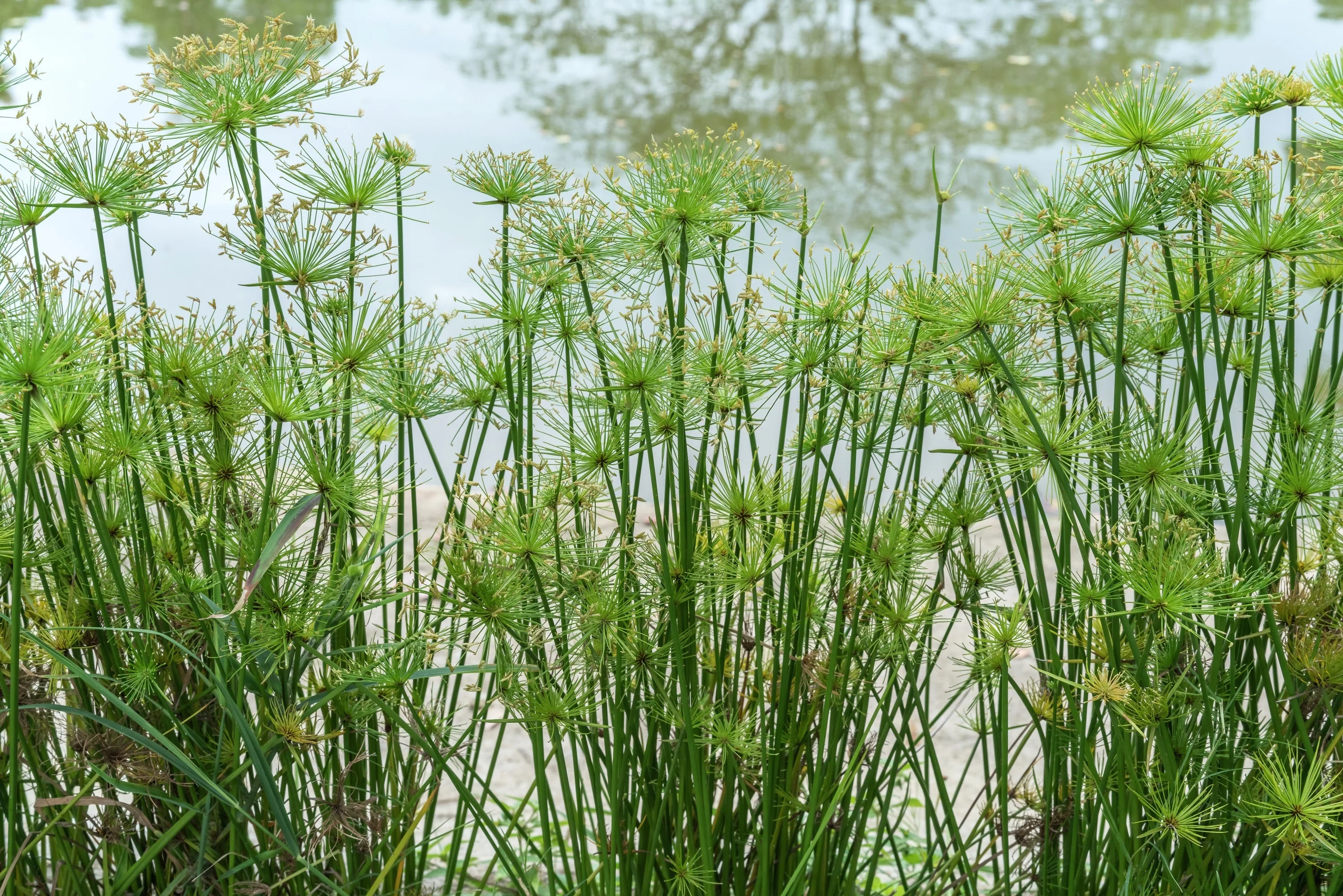 20 Cyperus PAPYRUS Paper Reed Water Plant Egyptian Nile Grass Yellow Flower Seeds - Image 2