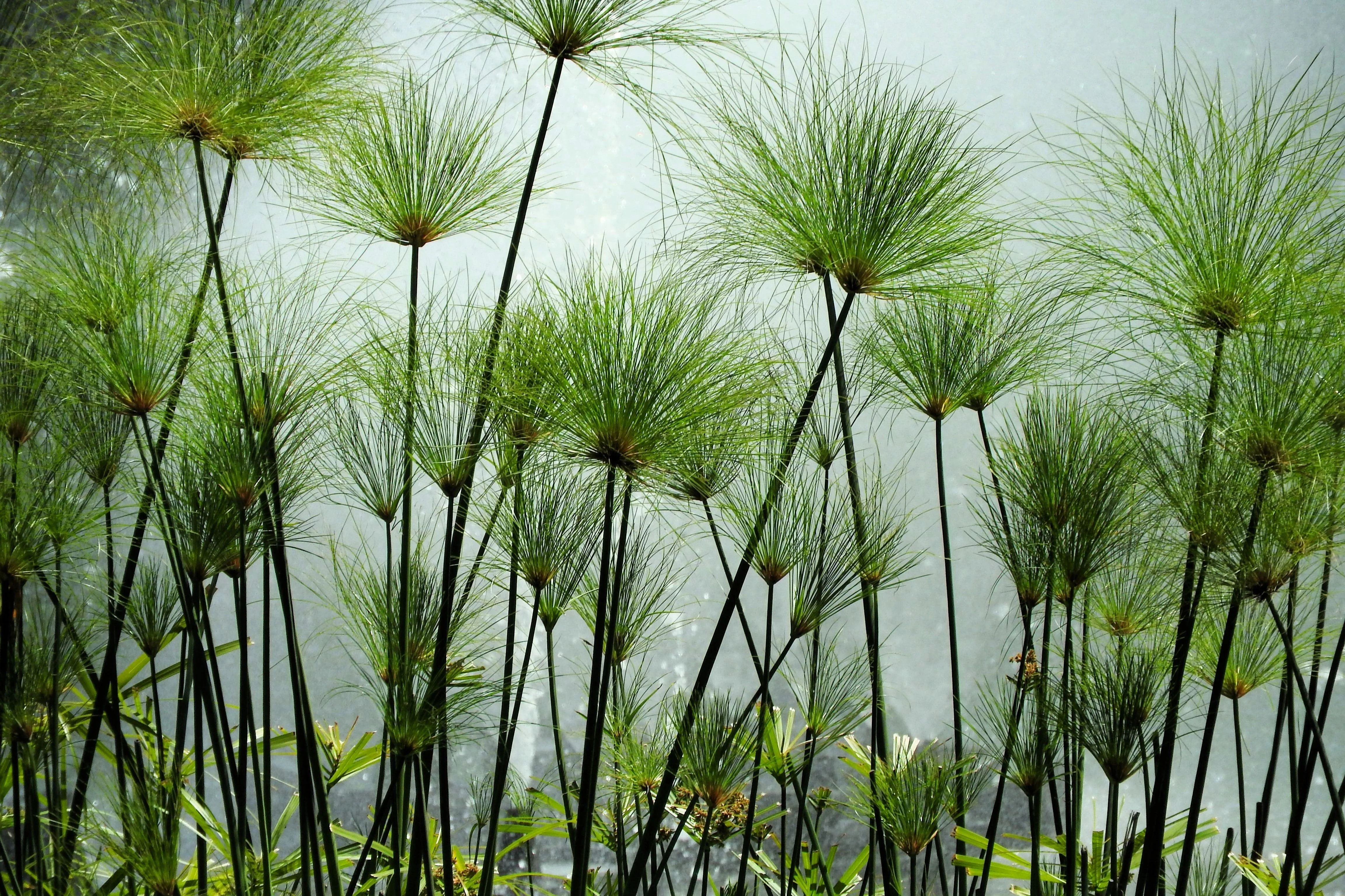 20 Cyperus PAPYRUS Paper Reed Water Plant Egyptian Nile Grass Yellow Flower Seeds - Image 3