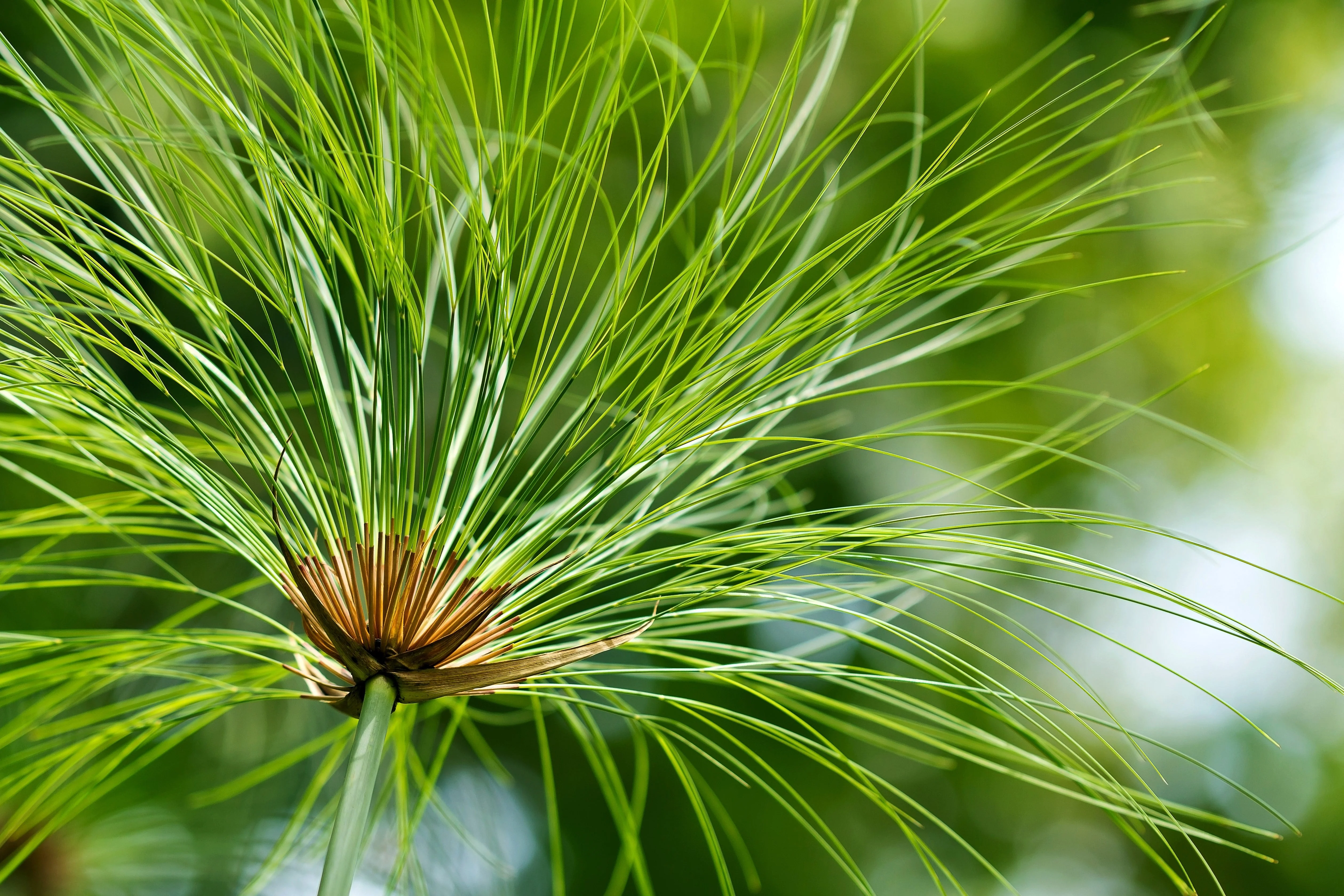 20 Cyperus PAPYRUS Paper Reed Water Plant Egyptian Nile Grass Yellow Flower Seeds - Image 4