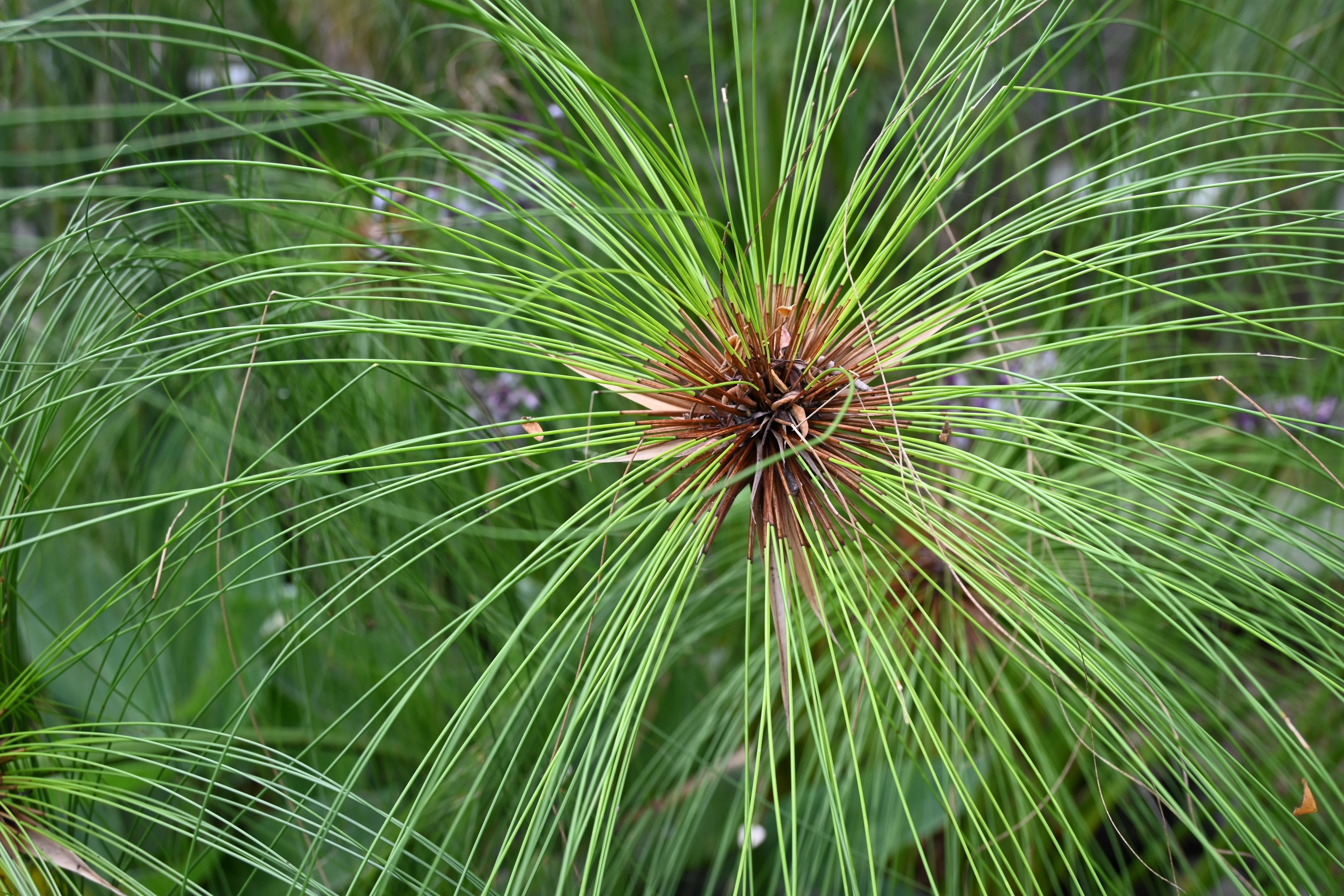 20 Cyperus PAPYRUS Paper Reed Water Plant Egyptian Nile Grass Yellow Flower Seeds - Image 5