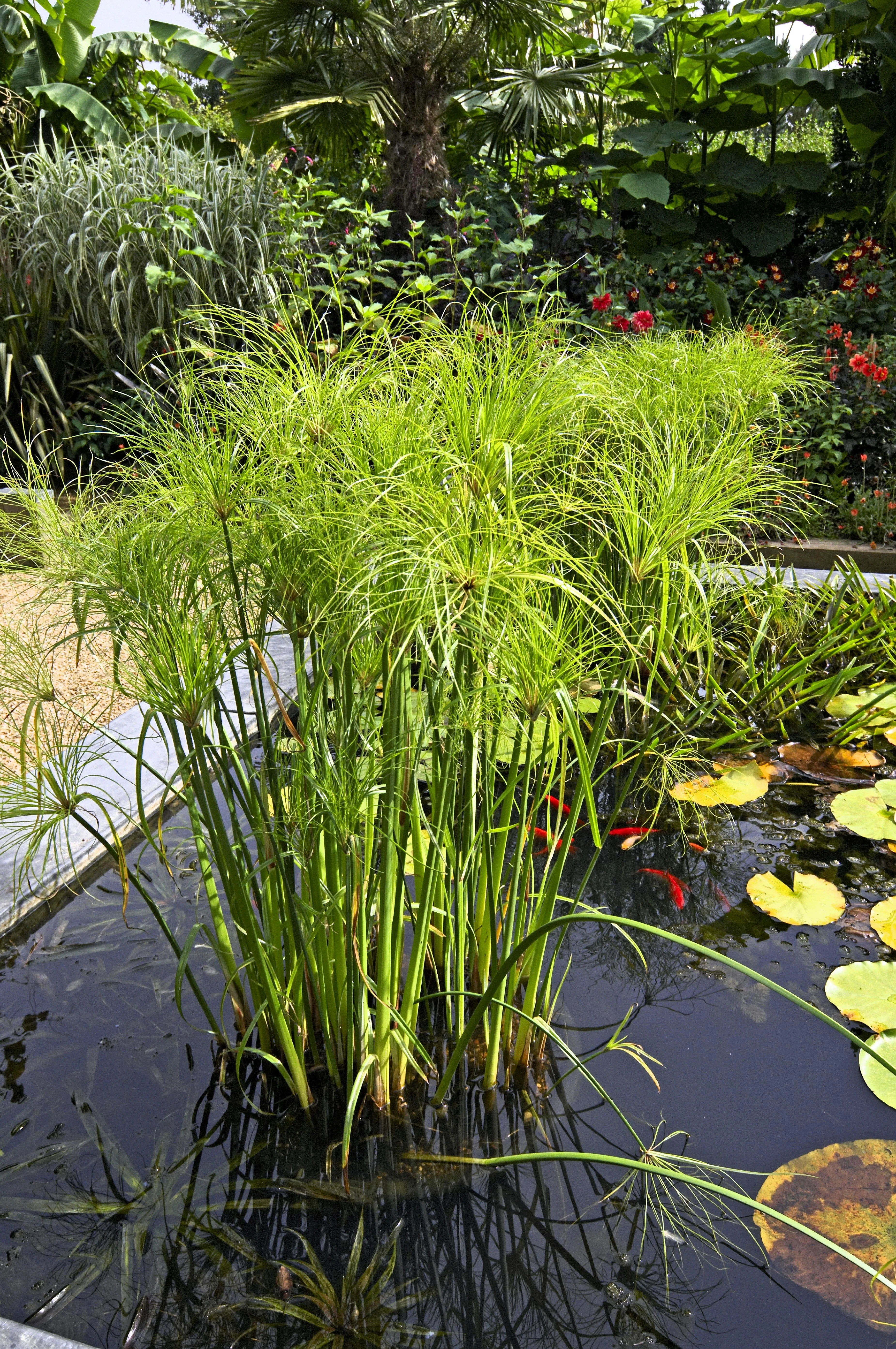 20 Cyperus PAPYRUS Paper Reed Water Plant Egyptian Nile Grass Yellow Flower Seeds - Image 6