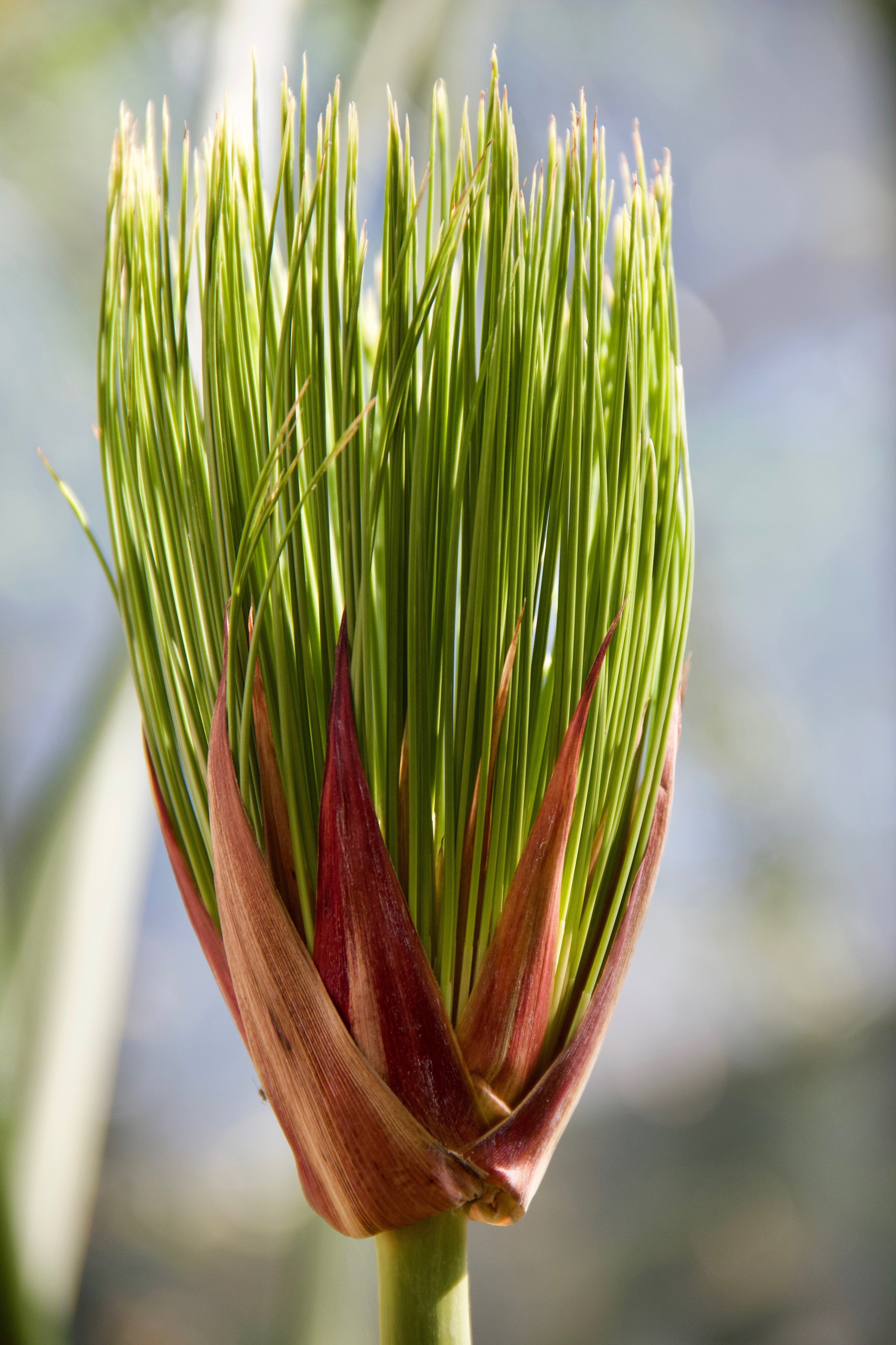 20 Cyperus PAPYRUS Paper Reed Water Plant Egyptian Nile Grass Yellow Flower Seeds - Image 7