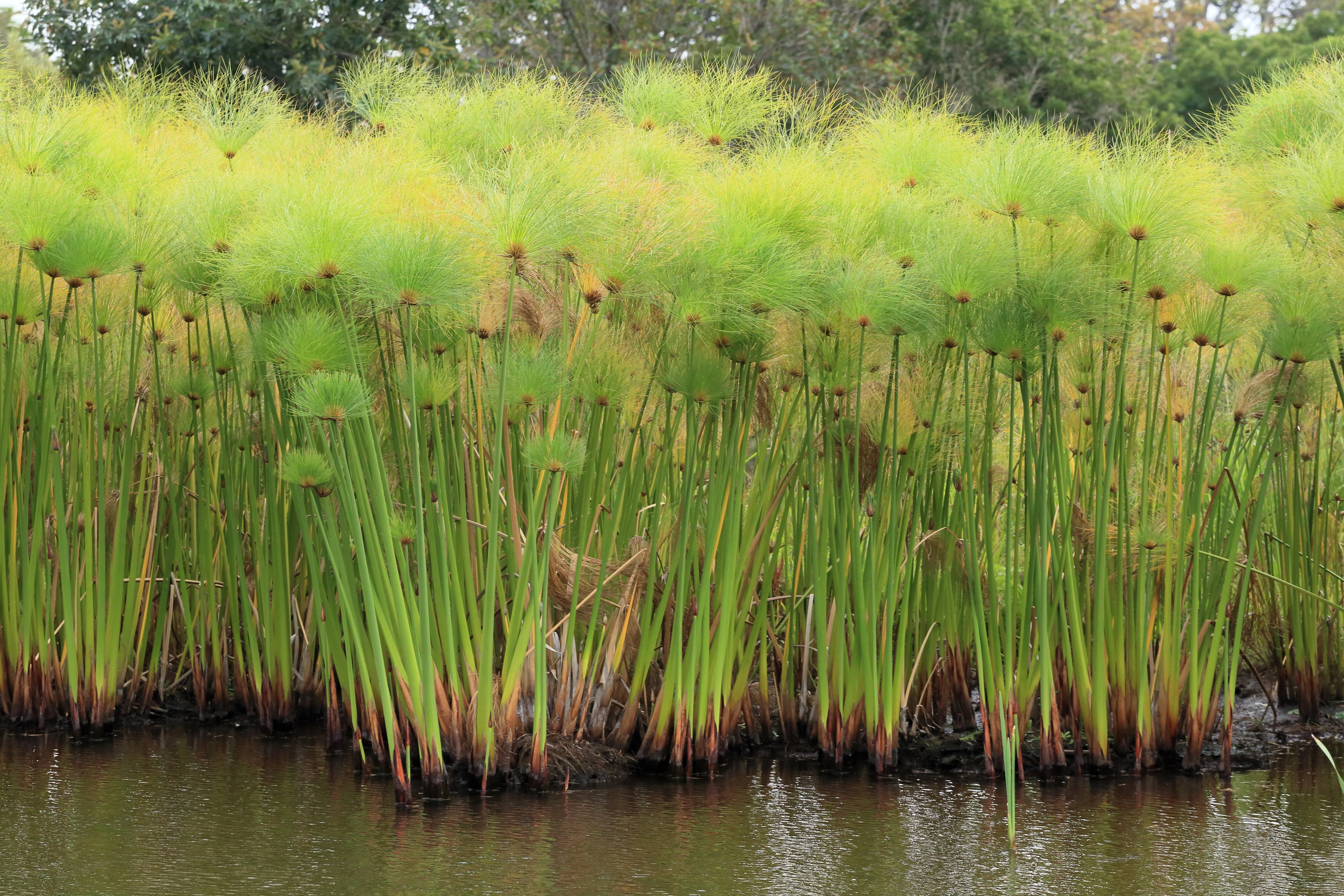 20 Cyperus PAPYRUS Paper Reed Water Plant Egyptian Nile Grass Yellow Flower Seeds - Image 8