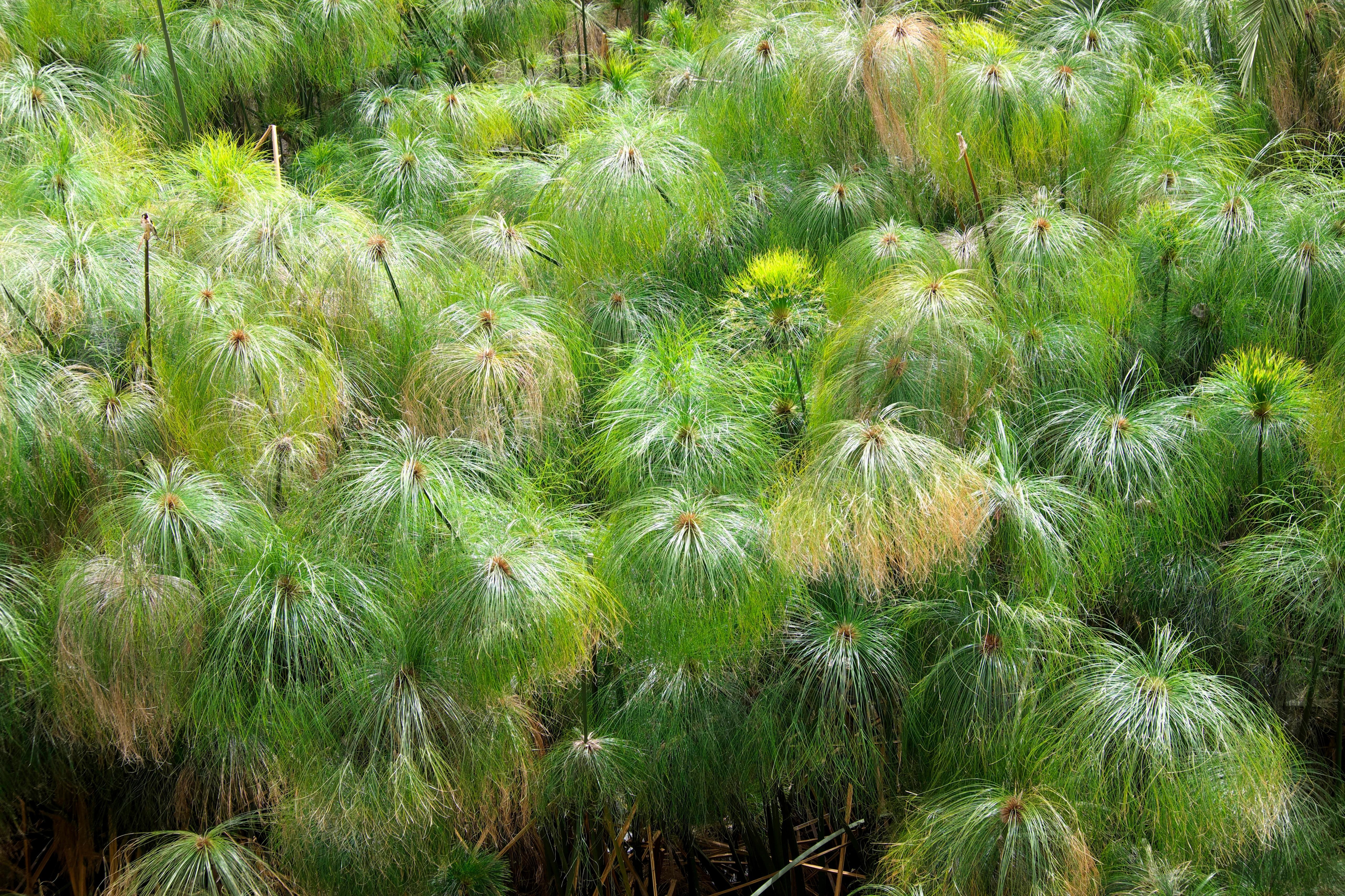 20 Cyperus PAPYRUS Paper Reed Water Plant Egyptian Nile Grass Yellow Flower Seeds - Image 9