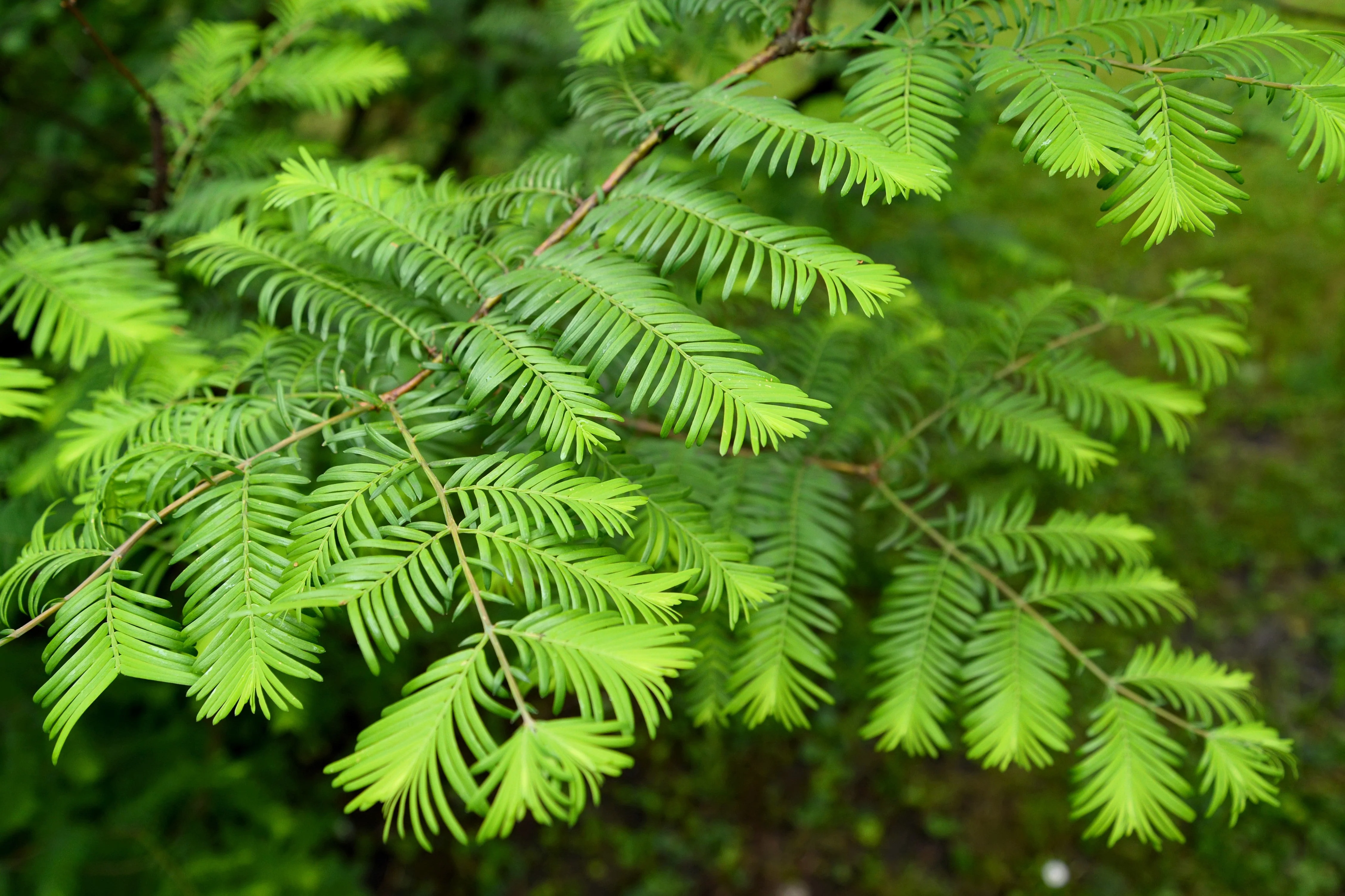 20 DAWN REDWOOD Tree Metasequoia Glyptostroboides Conifer Seeds - Image 2