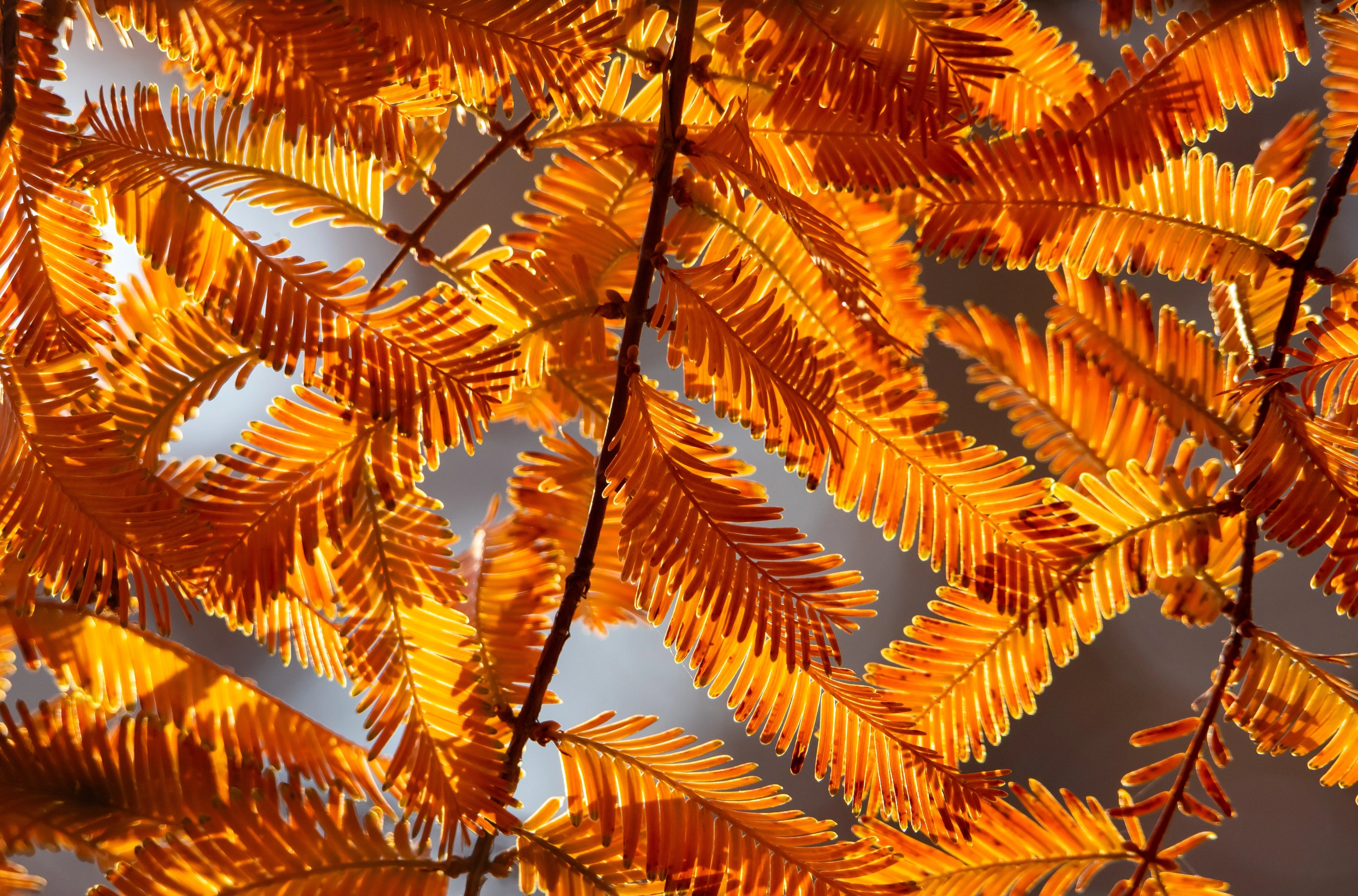 20 DAWN REDWOOD Tree Metasequoia Glyptostroboides Conifer Seeds - Image 3
