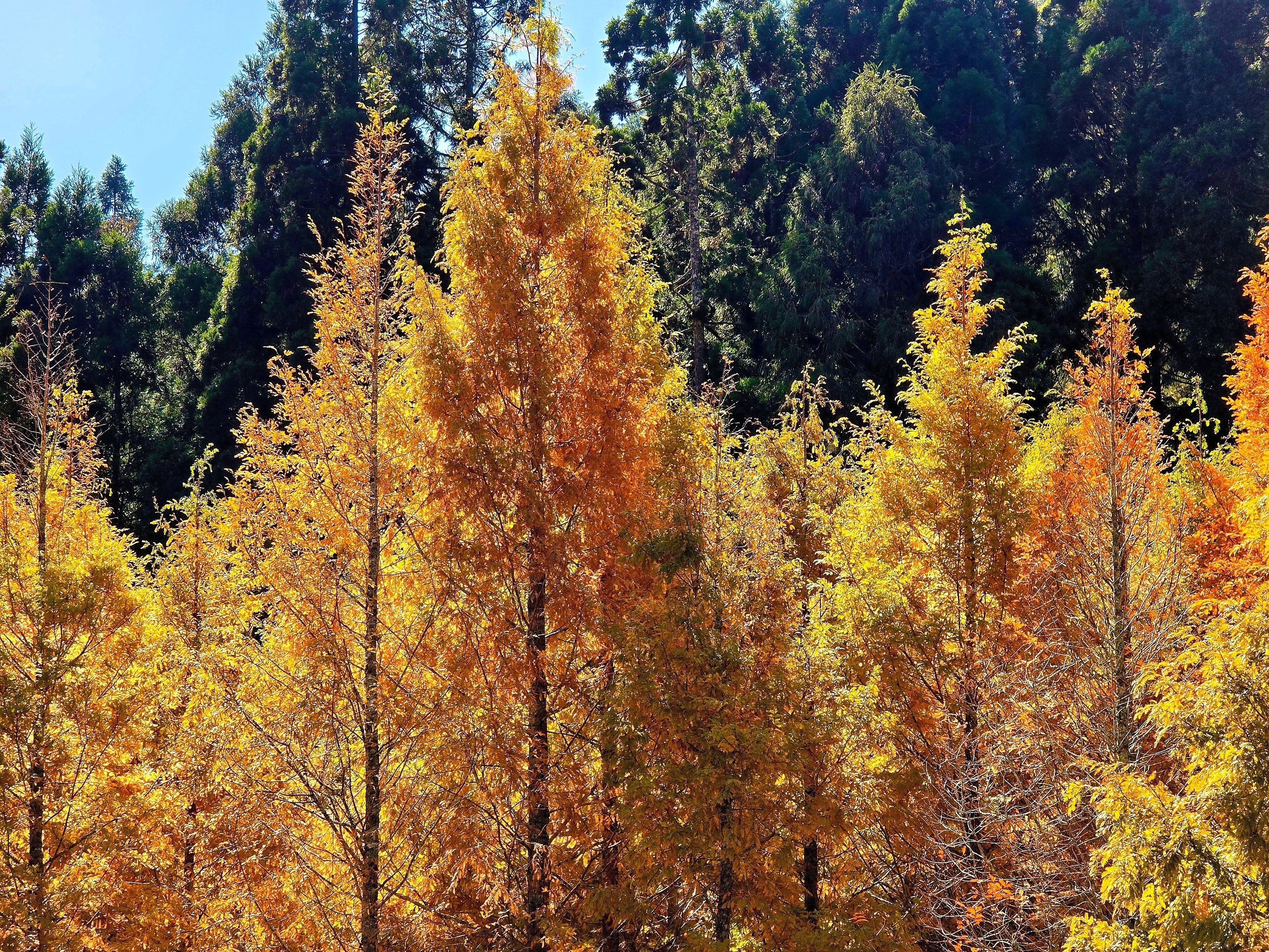 20 DAWN REDWOOD Tree Metasequoia Glyptostroboides Conifer Seeds - Image 4