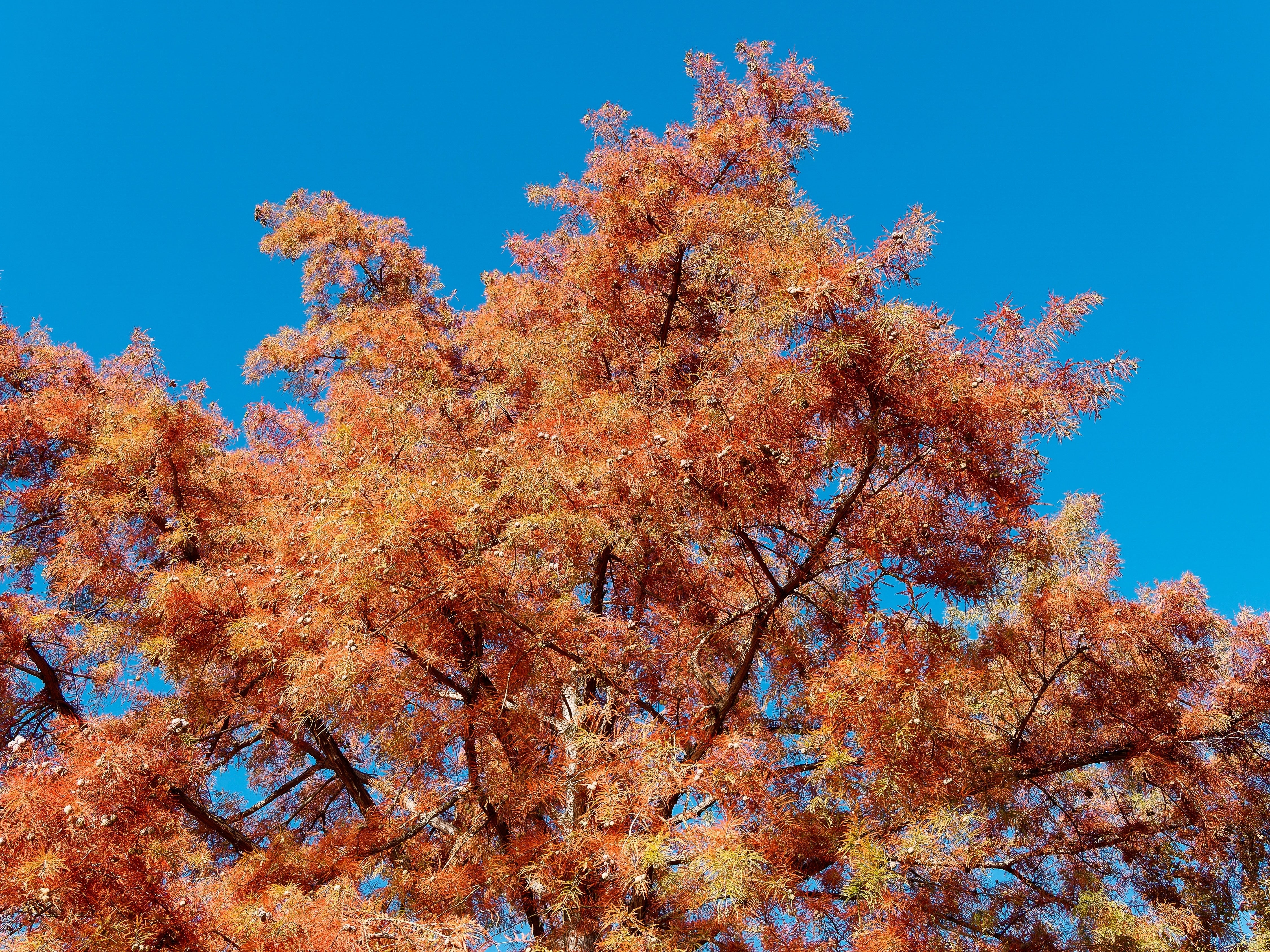 20 DAWN REDWOOD Tree Metasequoia Glyptostroboides Conifer Seeds - Image 5