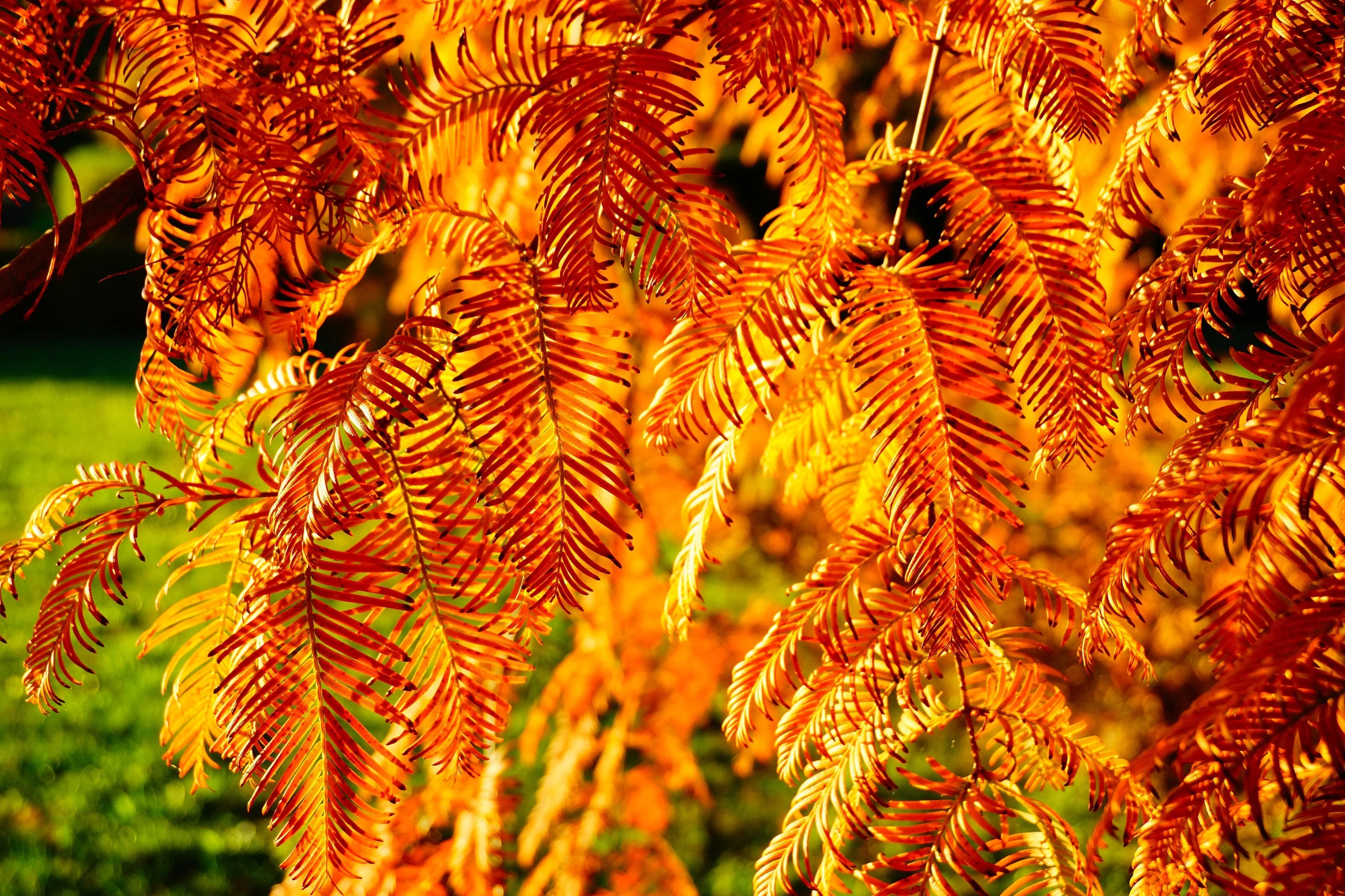 20 DAWN REDWOOD Tree Metasequoia Glyptostroboides Conifer Seeds - Image 6