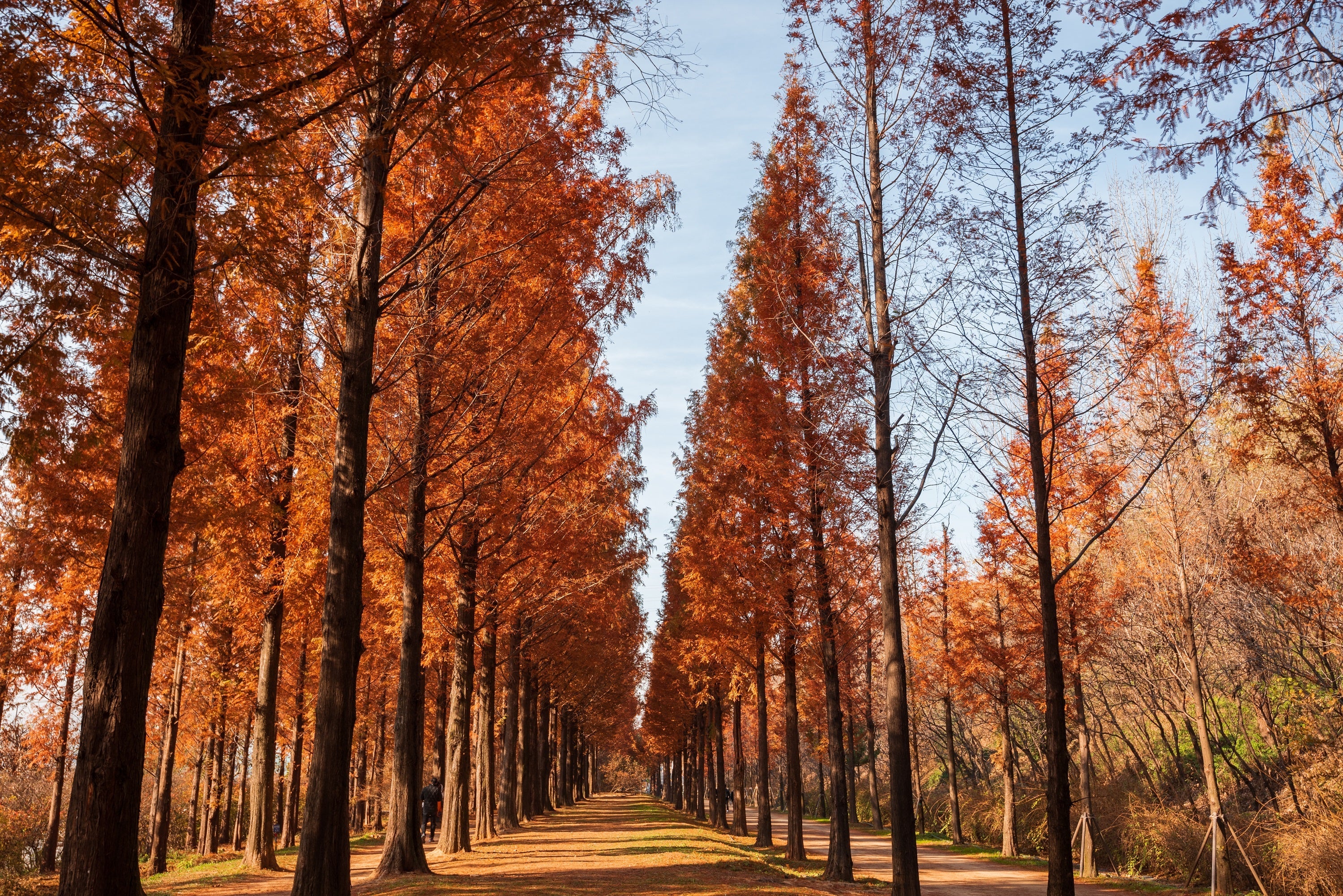 20 DAWN REDWOOD Tree Metasequoia Glyptostroboides Conifer Seeds - Image 7