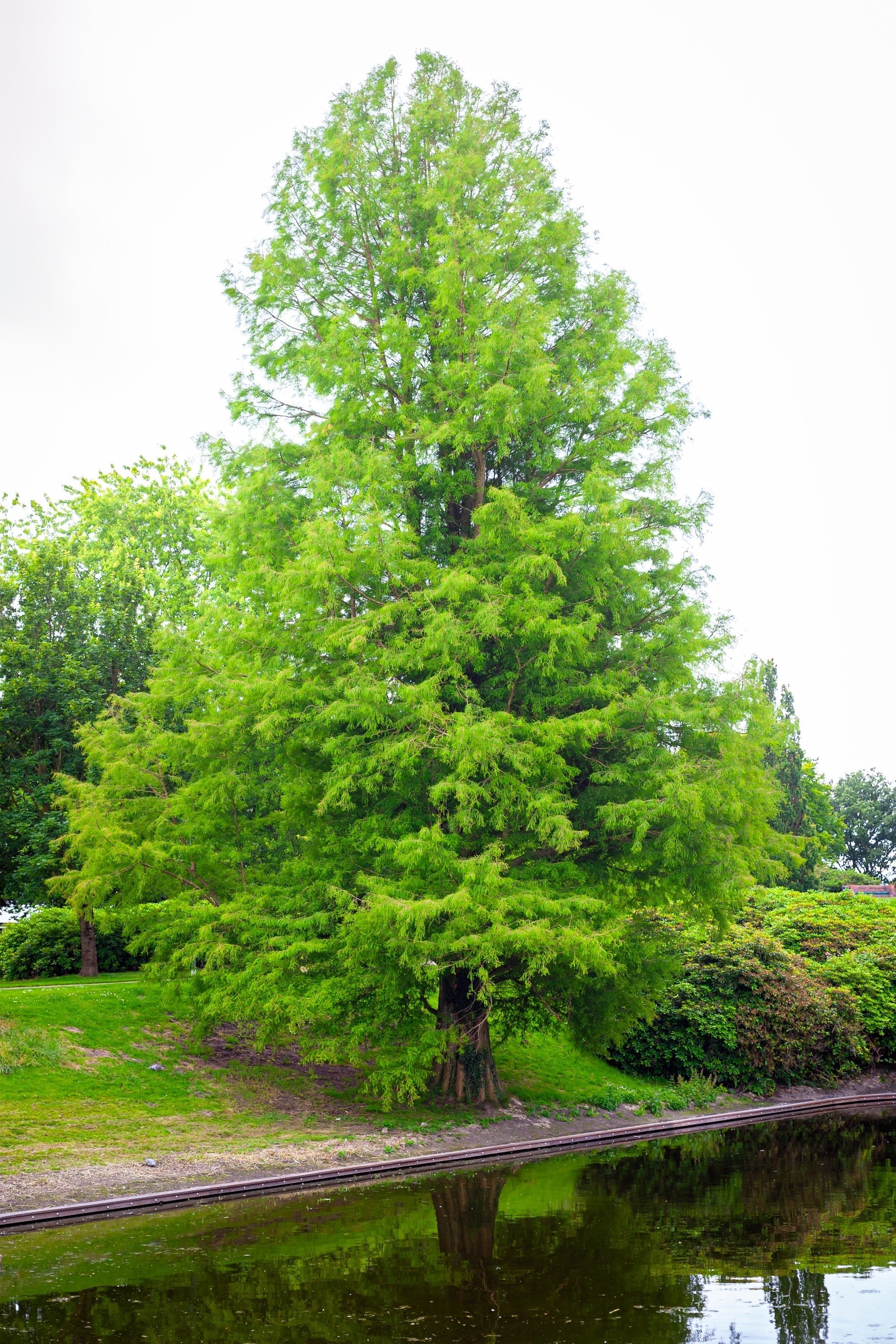20 DAWN REDWOOD Tree Metasequoia Glyptostroboides Conifer Seeds - Image 8