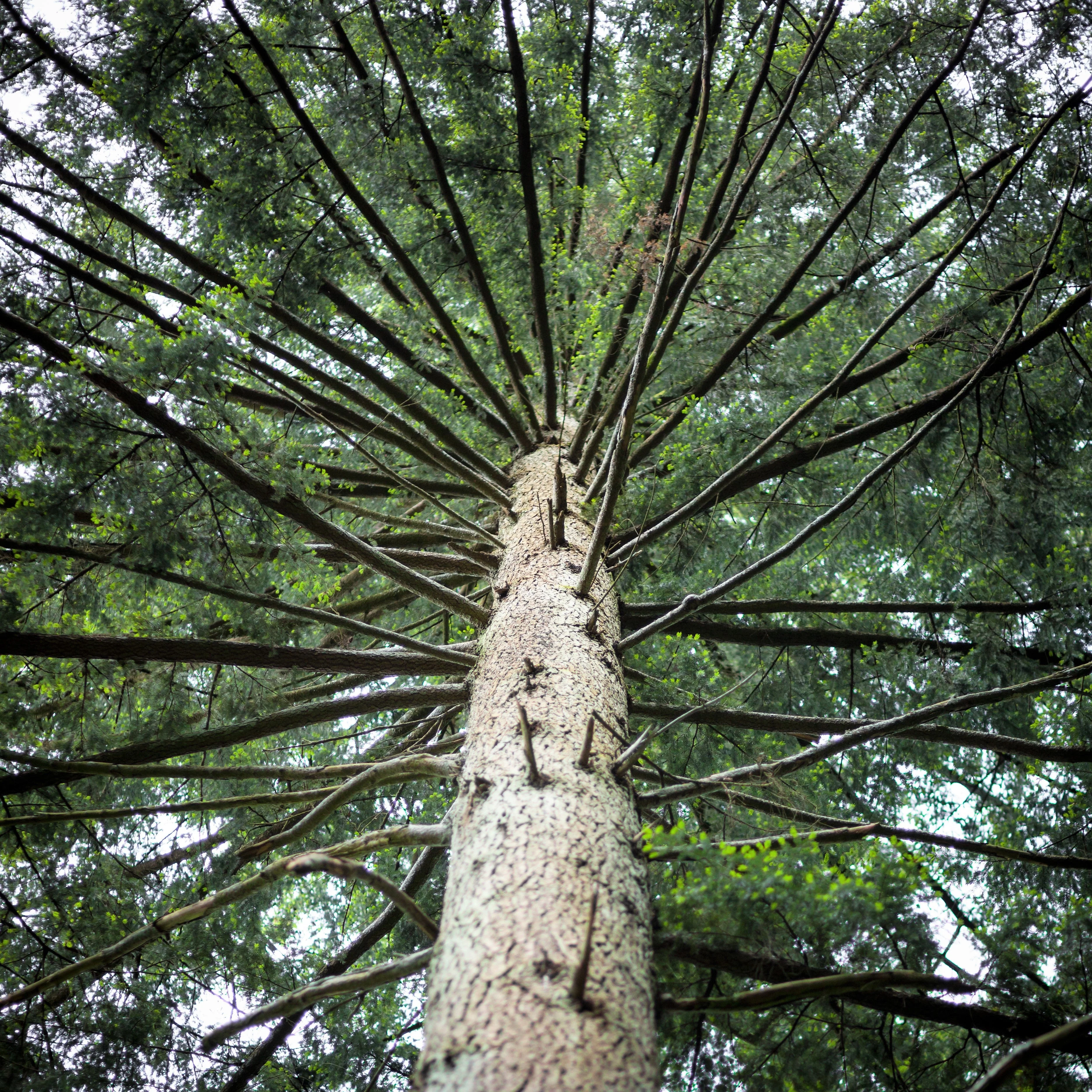 20 DOUGLAS FIR Tree Abies Pseudotsuga Menziesii Christmas Tree Blue Douglas Pine Spruce Native Evergreen Seeds - Image 10
