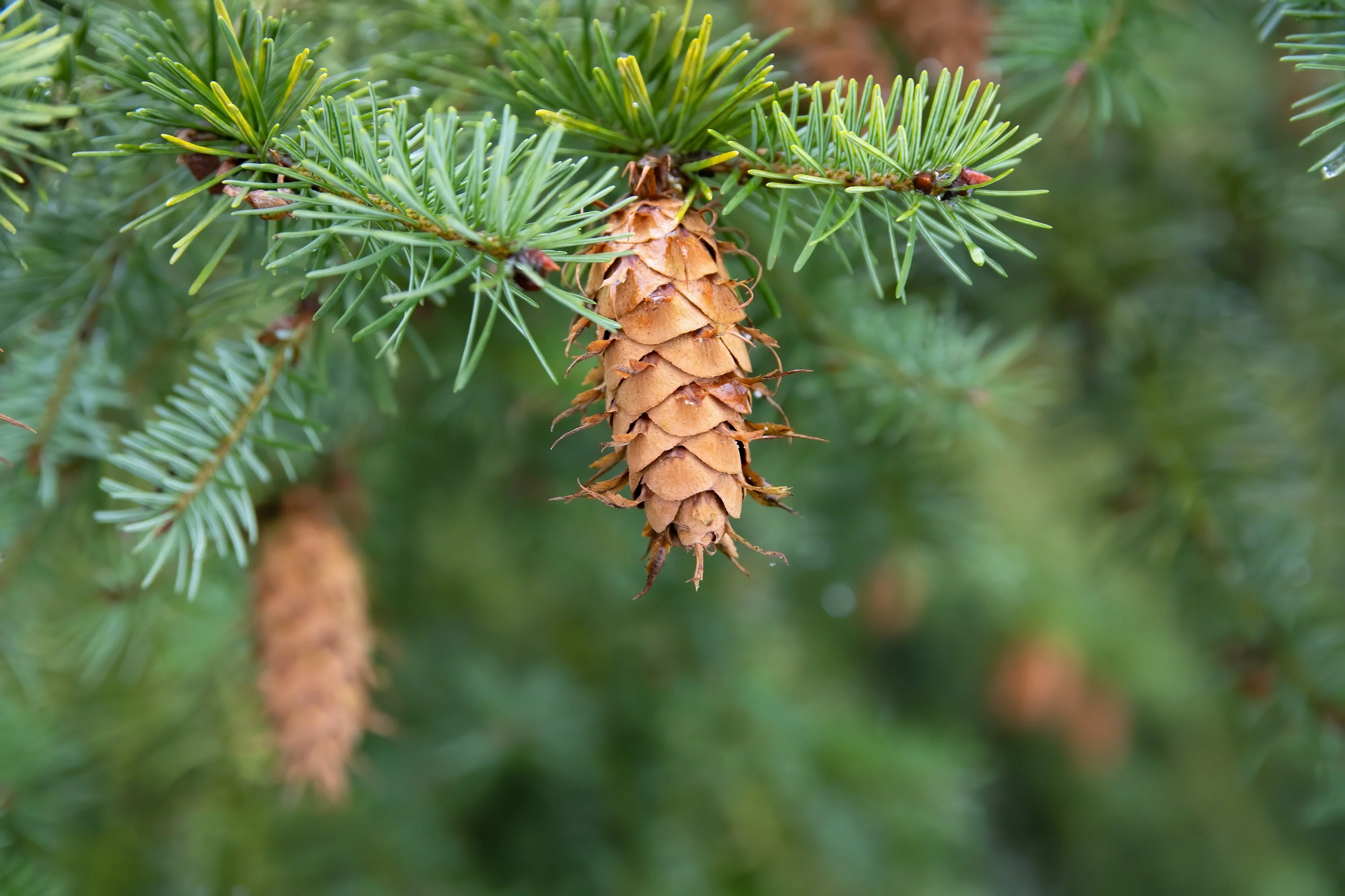 20 DOUGLAS FIR Tree Abies Pseudotsuga Menziesii Christmas Tree Blue Douglas Pine Spruce Native Evergreen Seeds - Image 14