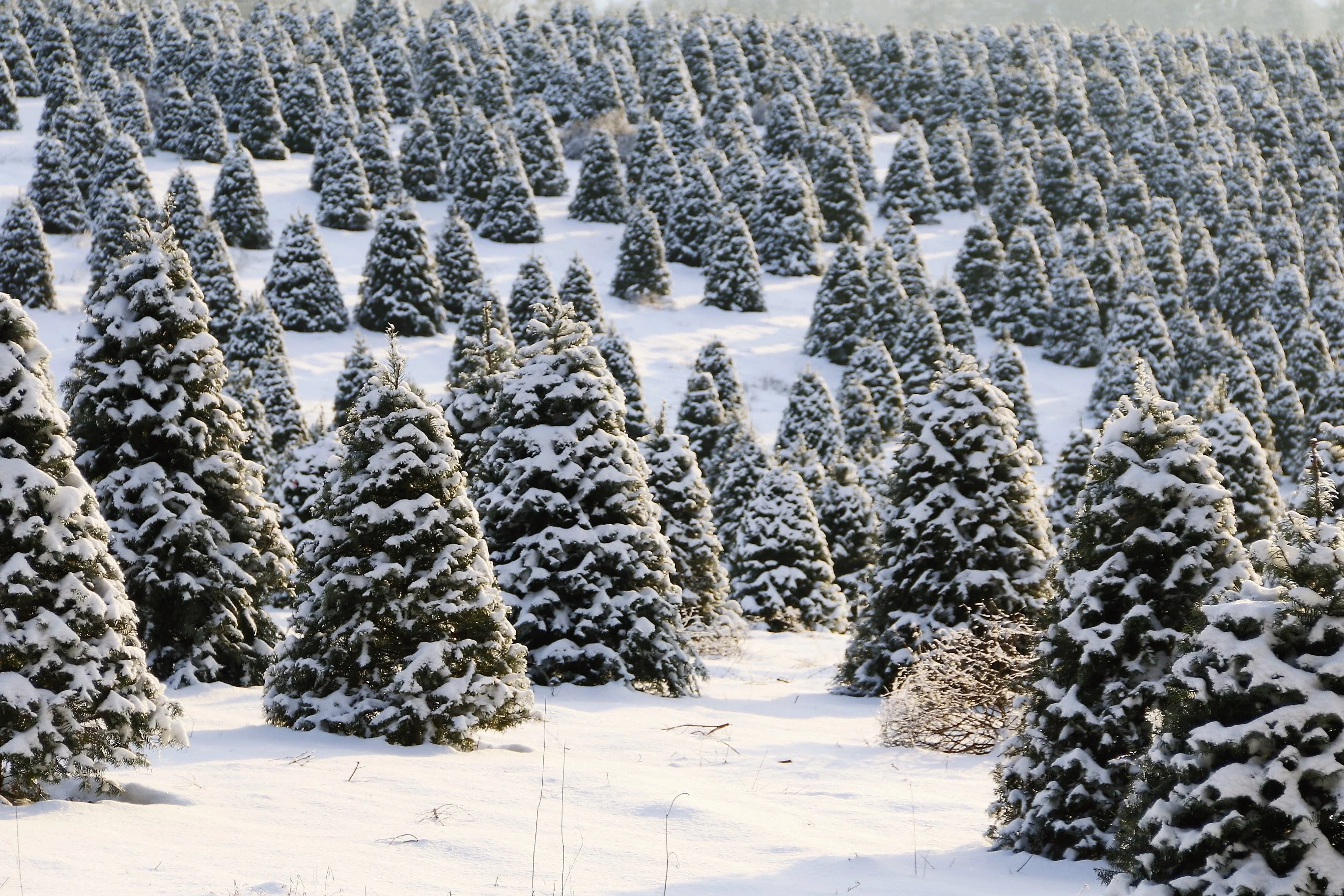 20 DOUGLAS FIR Tree Abies Pseudotsuga Menziesii Christmas Tree Blue Douglas Pine Spruce Native Evergreen Seeds - Image 3