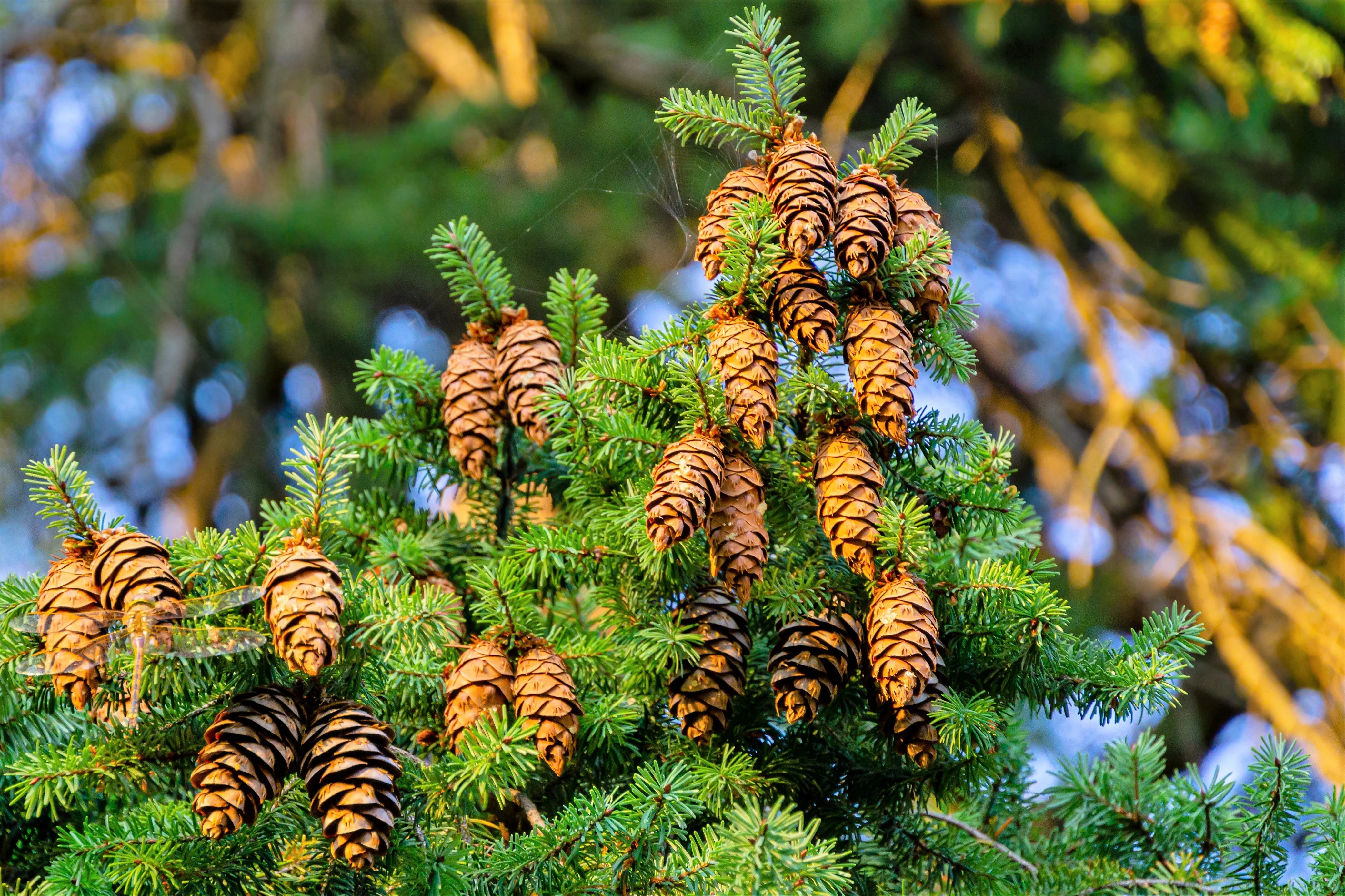 20 DOUGLAS FIR Tree Abies Pseudotsuga Menziesii Christmas Tree Blue Douglas Pine Spruce Native Evergreen Seeds - Image 5