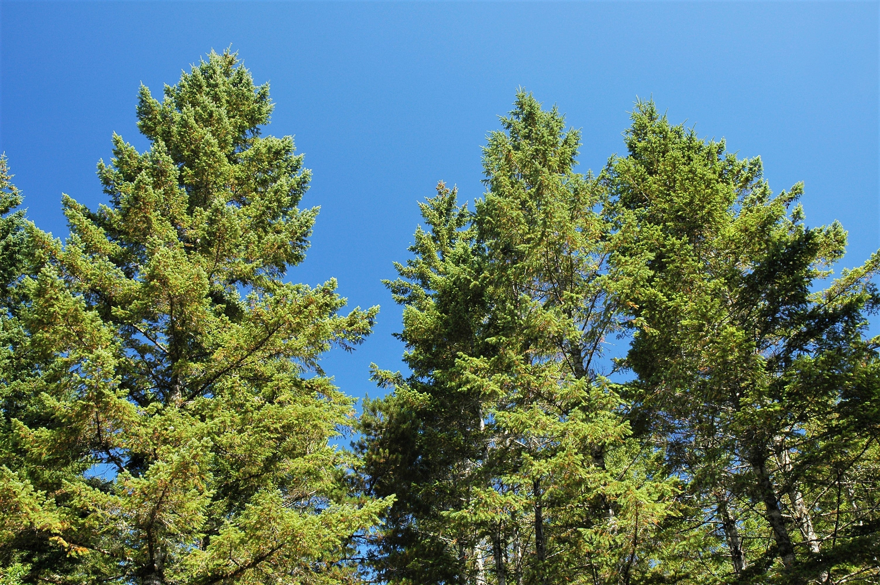 20 DOUGLAS FIR Tree Abies Pseudotsuga Menziesii Christmas Tree Blue Douglas Pine Spruce Native Evergreen Seeds - Image 6