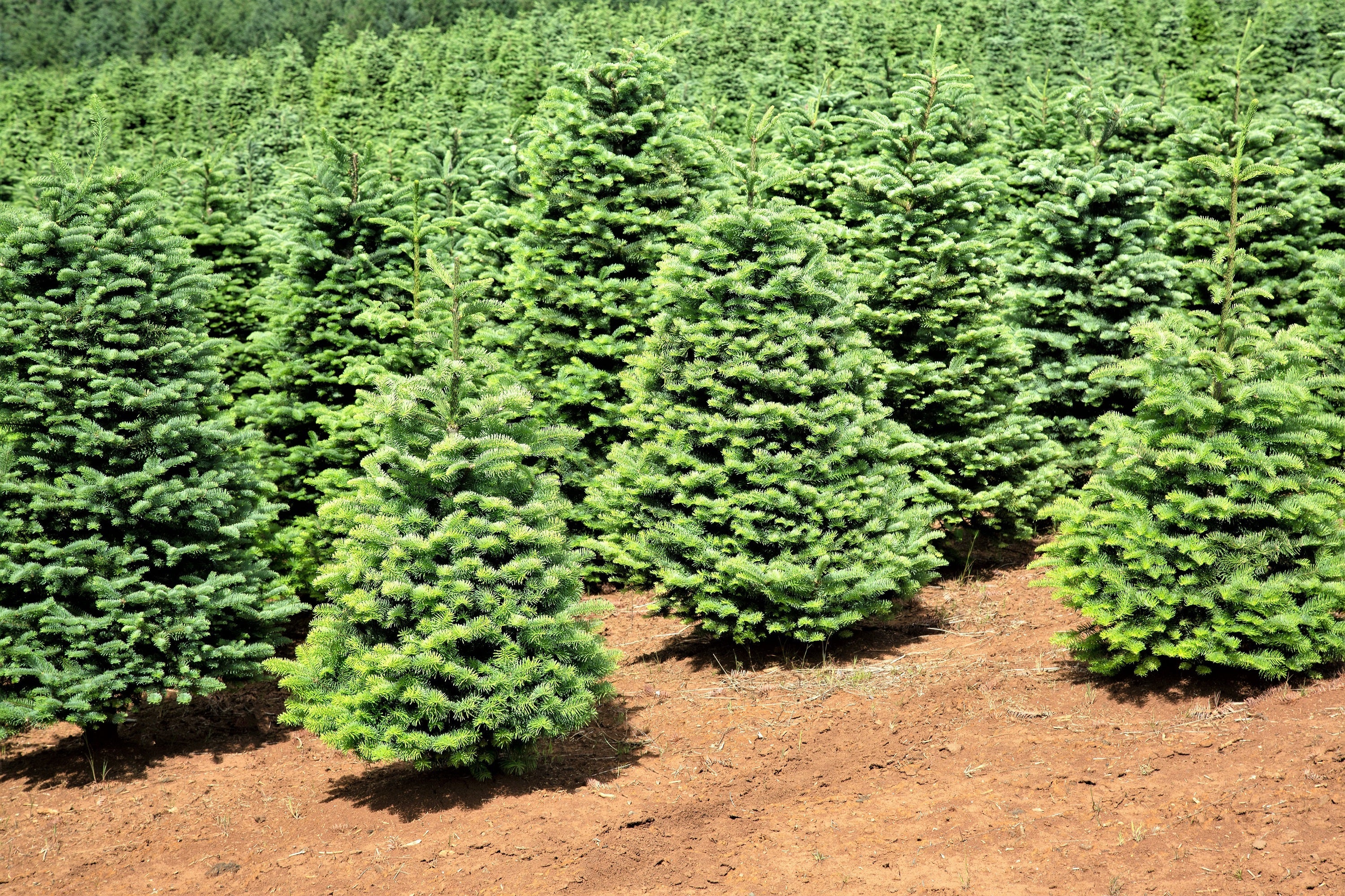 20 DOUGLAS FIR Tree Abies Pseudotsuga Menziesii Christmas Tree Blue Douglas Pine Spruce Native Evergreen Seeds - Image 7