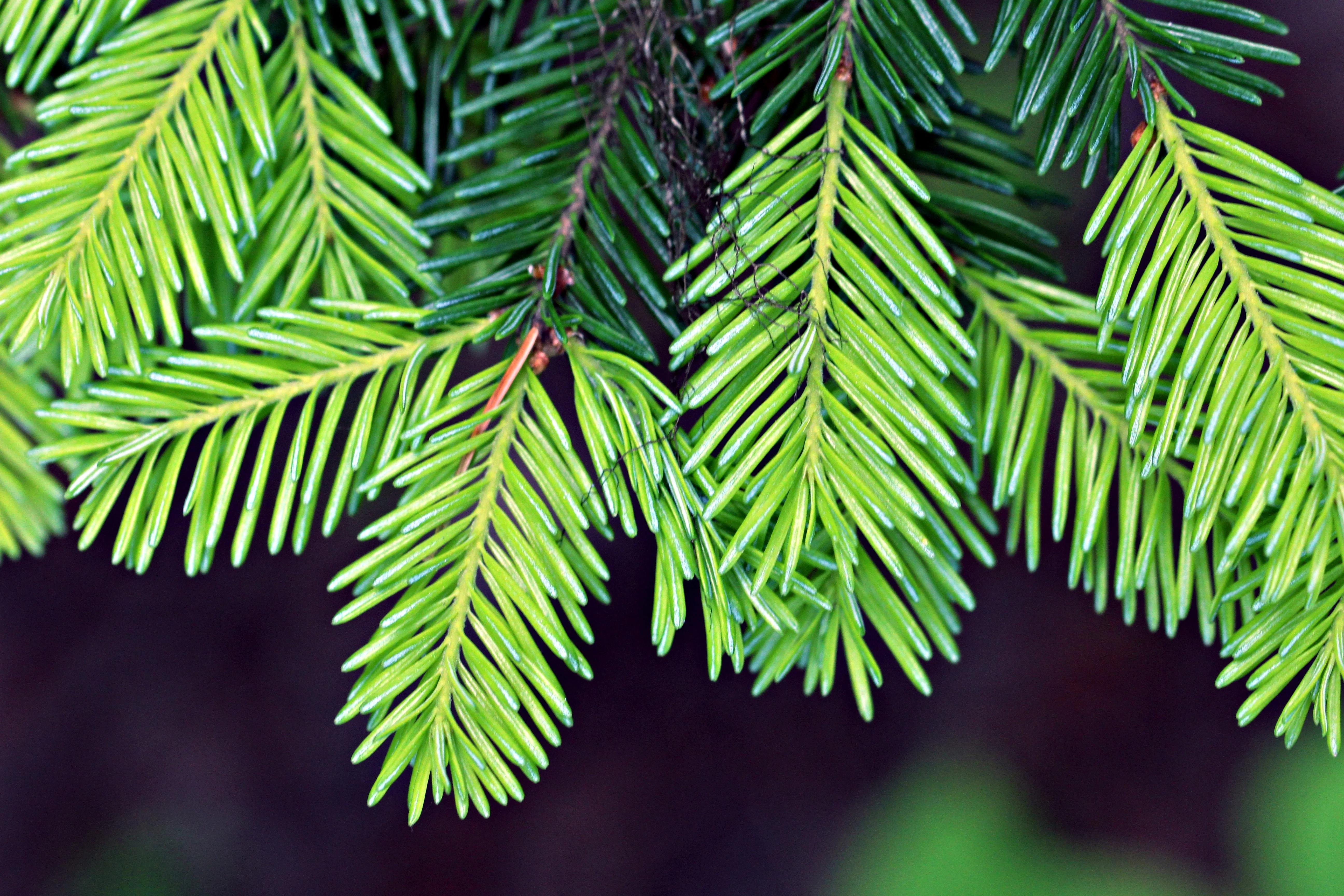20 DOUGLAS FIR Tree Abies Pseudotsuga Menziesii Christmas Tree Blue Douglas Pine Spruce Native Evergreen Seeds - Image 9
