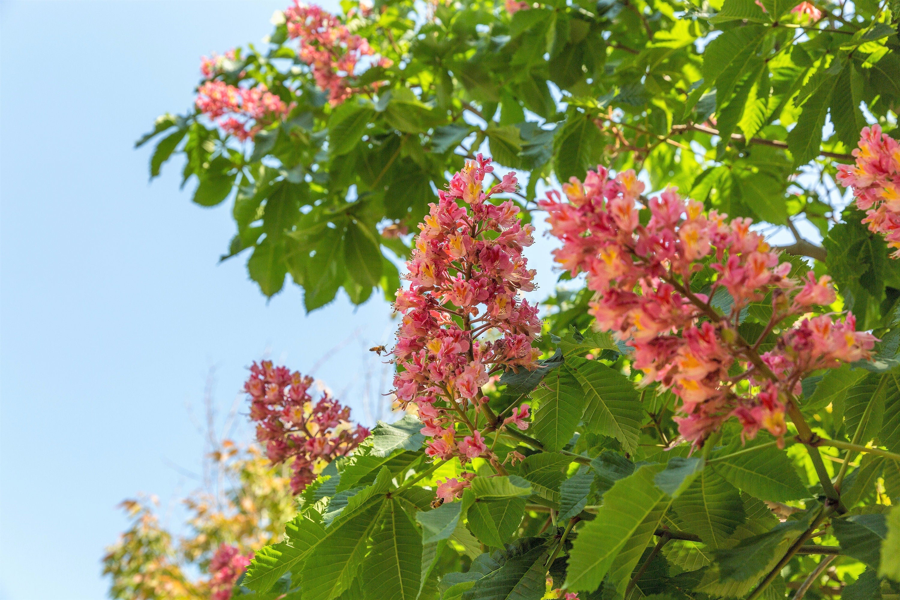 20 EAST INDIAN ALMOND Tree Terminalia Myriocarpa aka Hollock Yellow Peach Pink Flower Seeds - Image 2