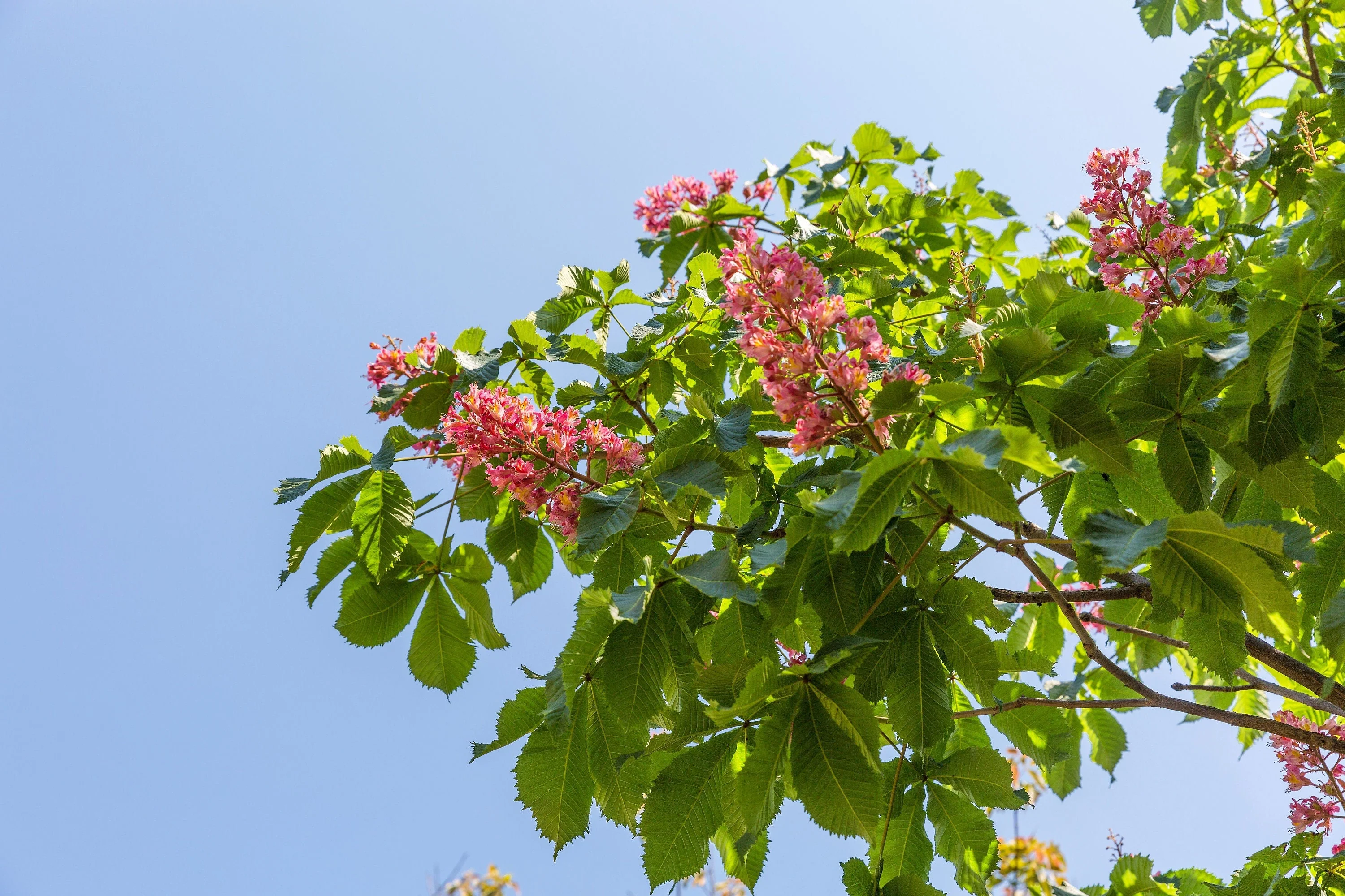 20 EAST INDIAN ALMOND Tree Terminalia Myriocarpa aka Hollock Yellow Peach Pink Flower Seeds - Image 3
